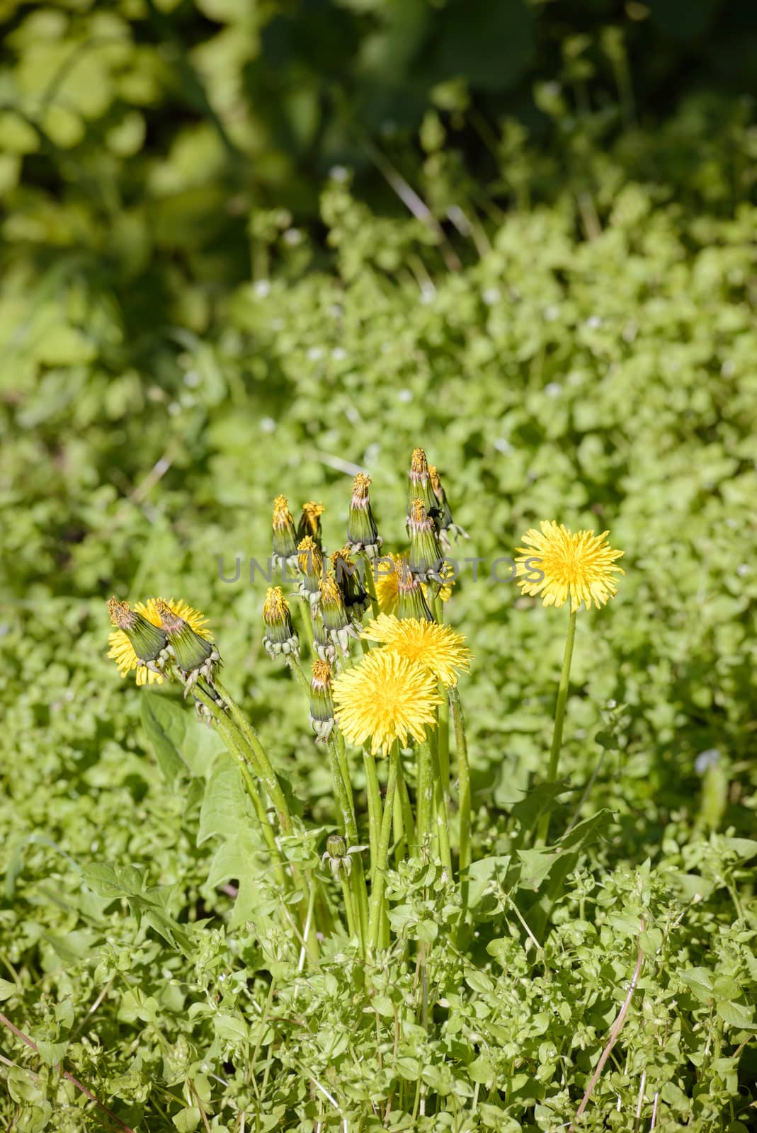 A group of closed and open yellow dandelion flowers in the meadow, illuminated by the warm spring sun