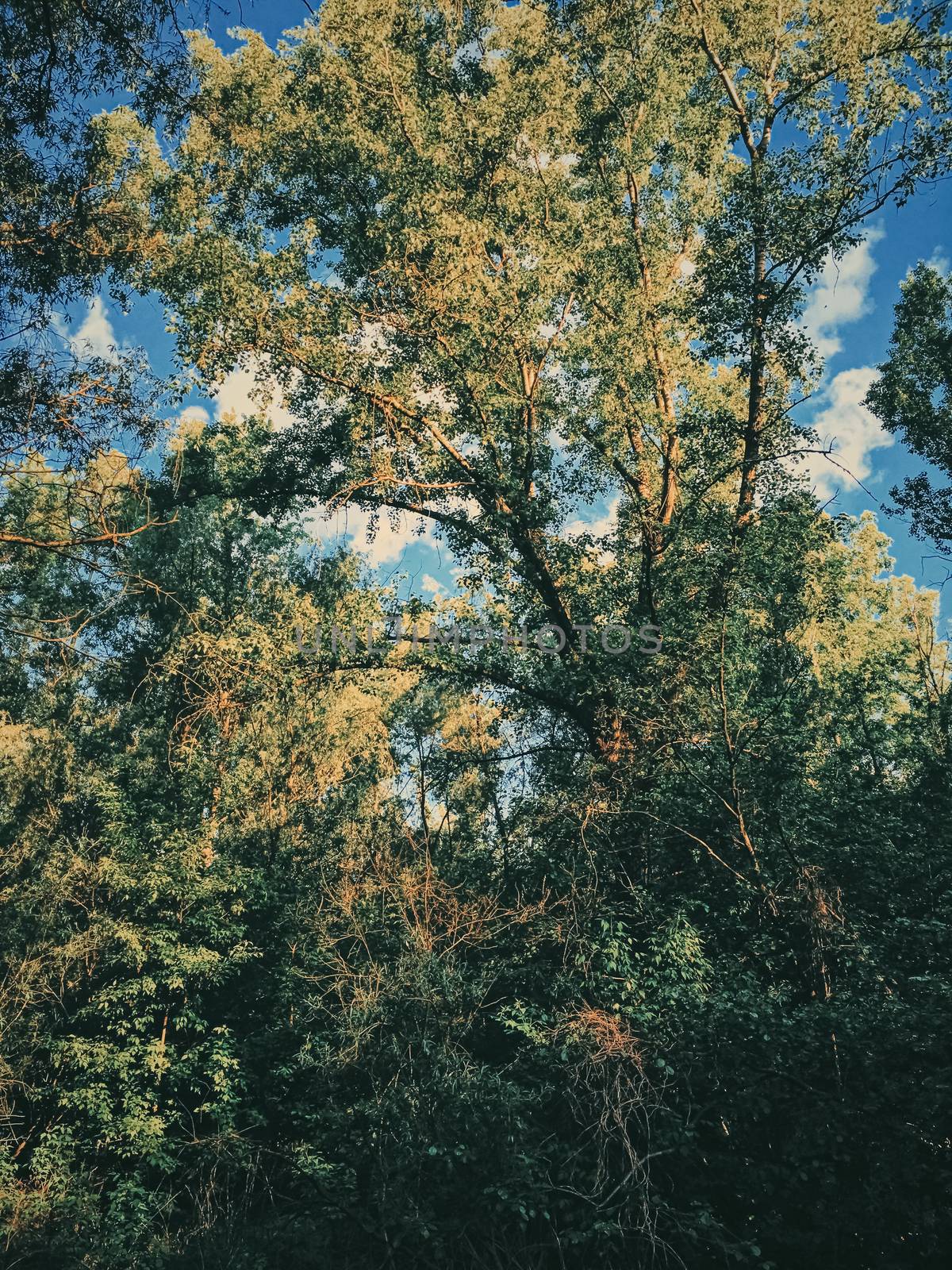 Mystery woods as wilderness landscape, amazing trees in green forest, nature and environment by Anneleven