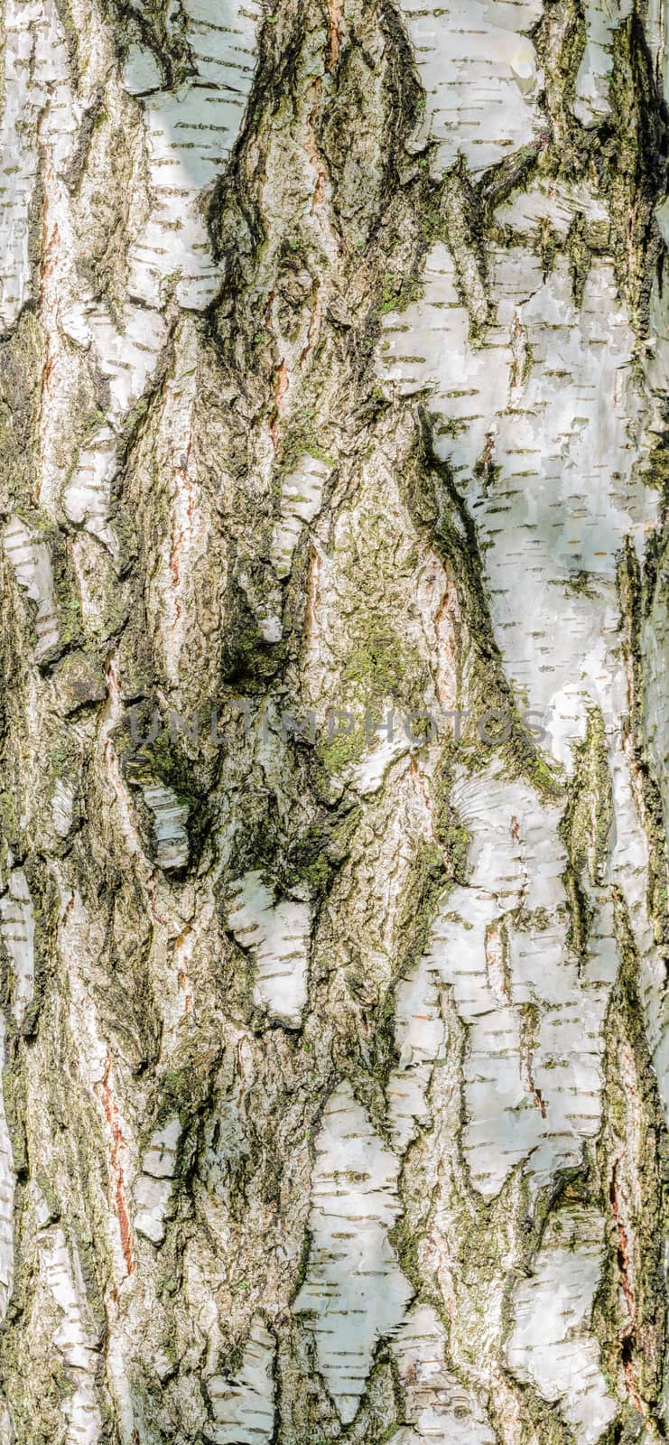 Detail of birch tree bark texture