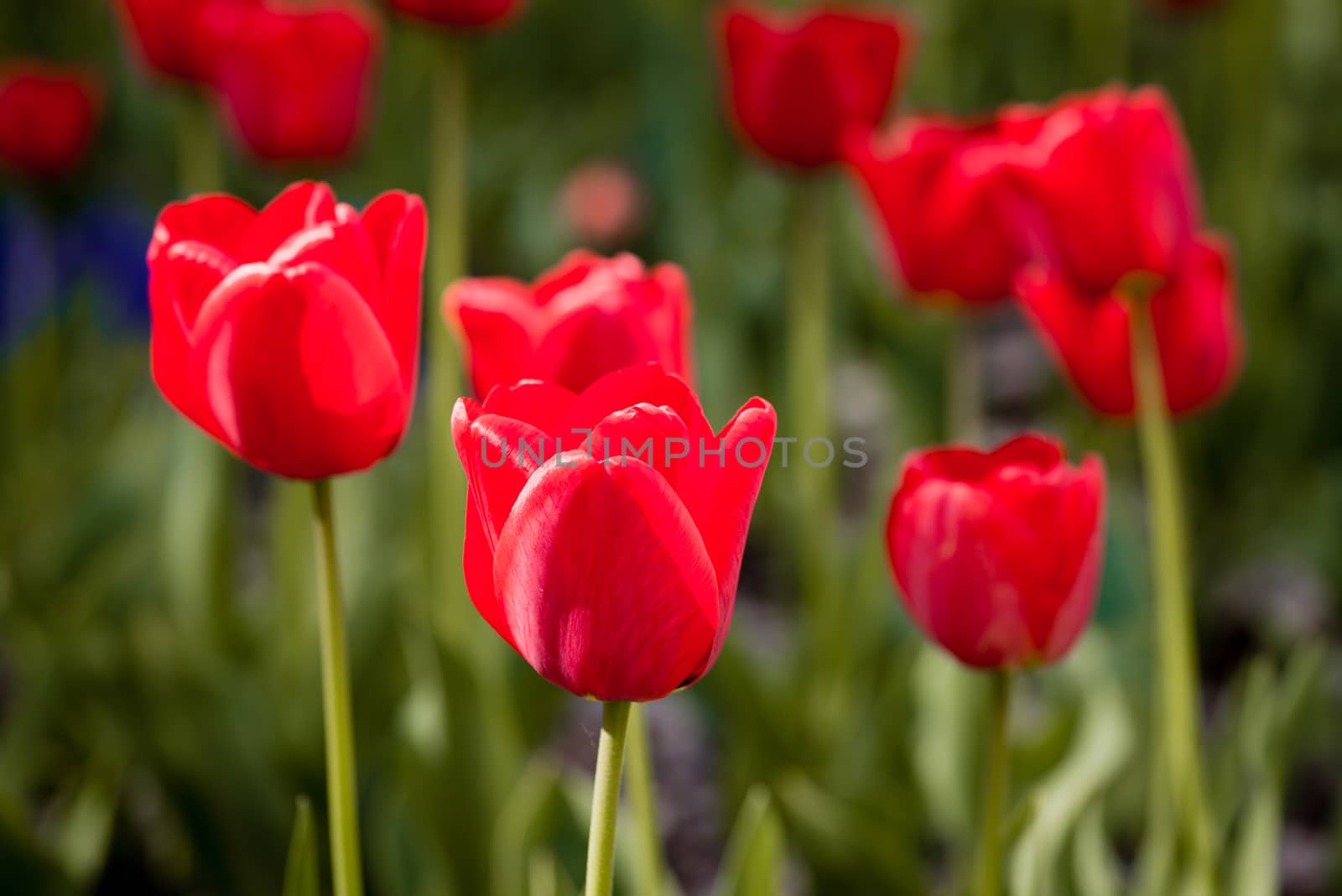 Delicate red tulips under the warm spring sun