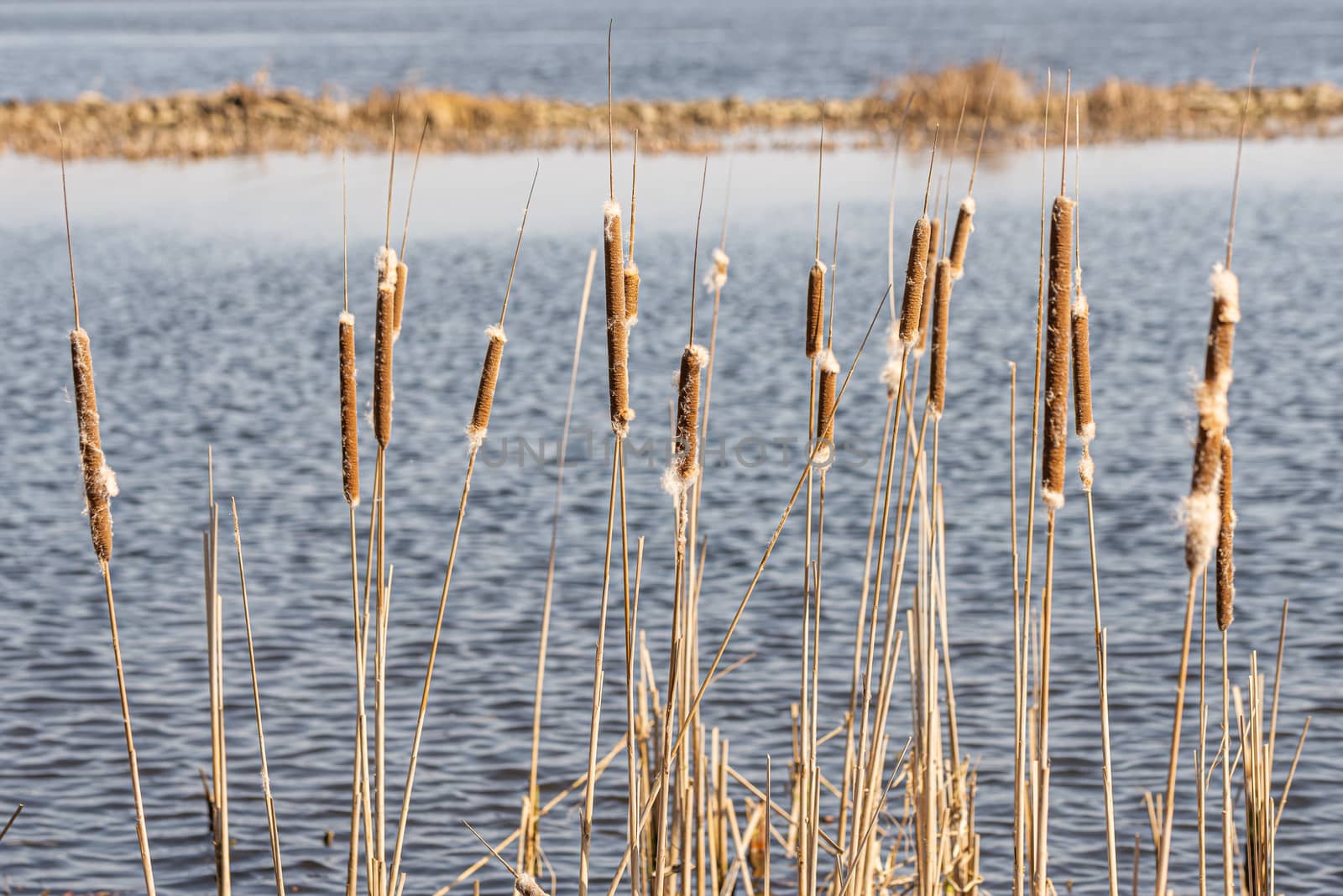 Detail of  dry Typha Latifolia reed flowers close to the Dnieper river, in Kiev, Ukraine, at the beginning of spring