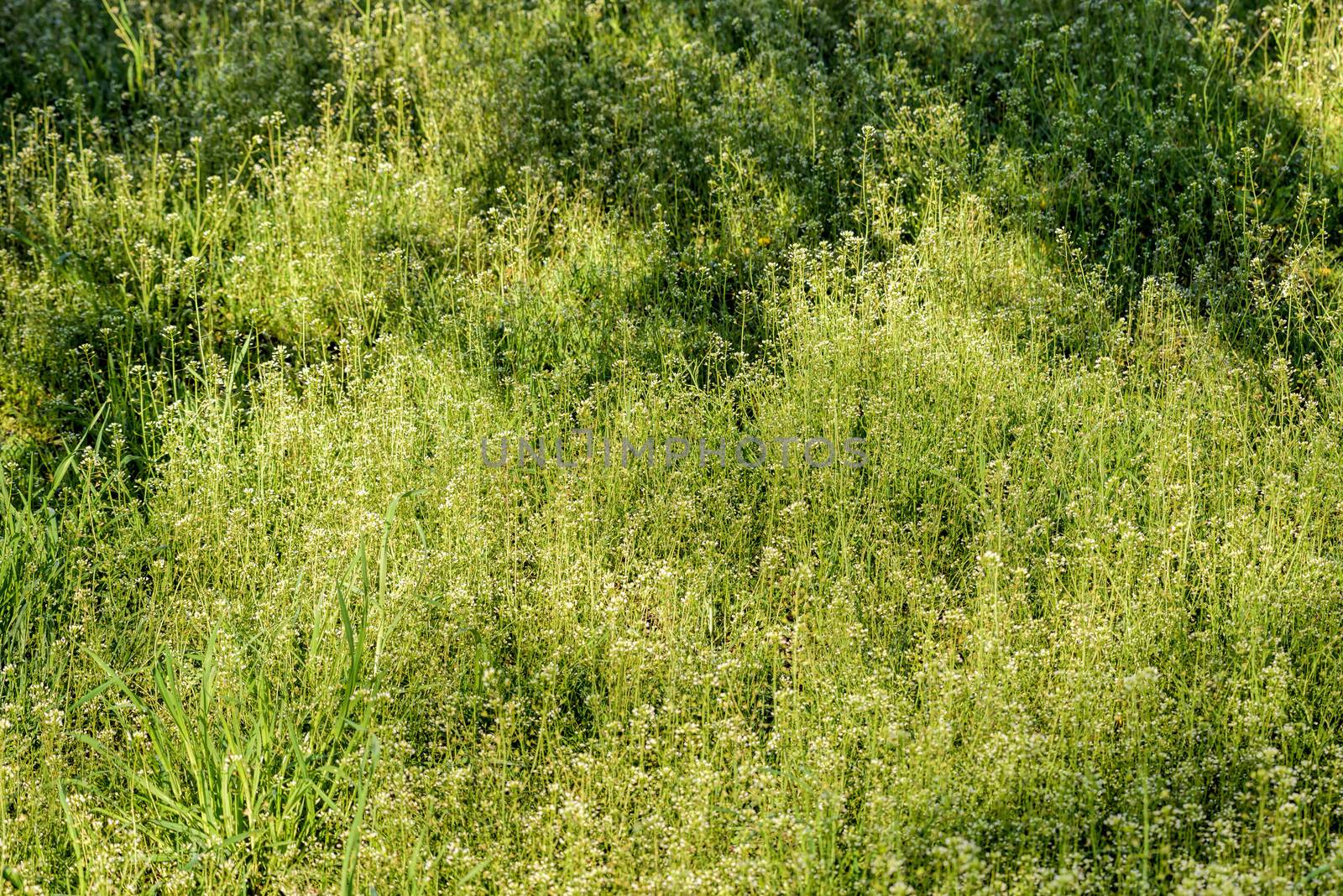 Capsella Bursa-pastoris Flowers by MaxalTamor