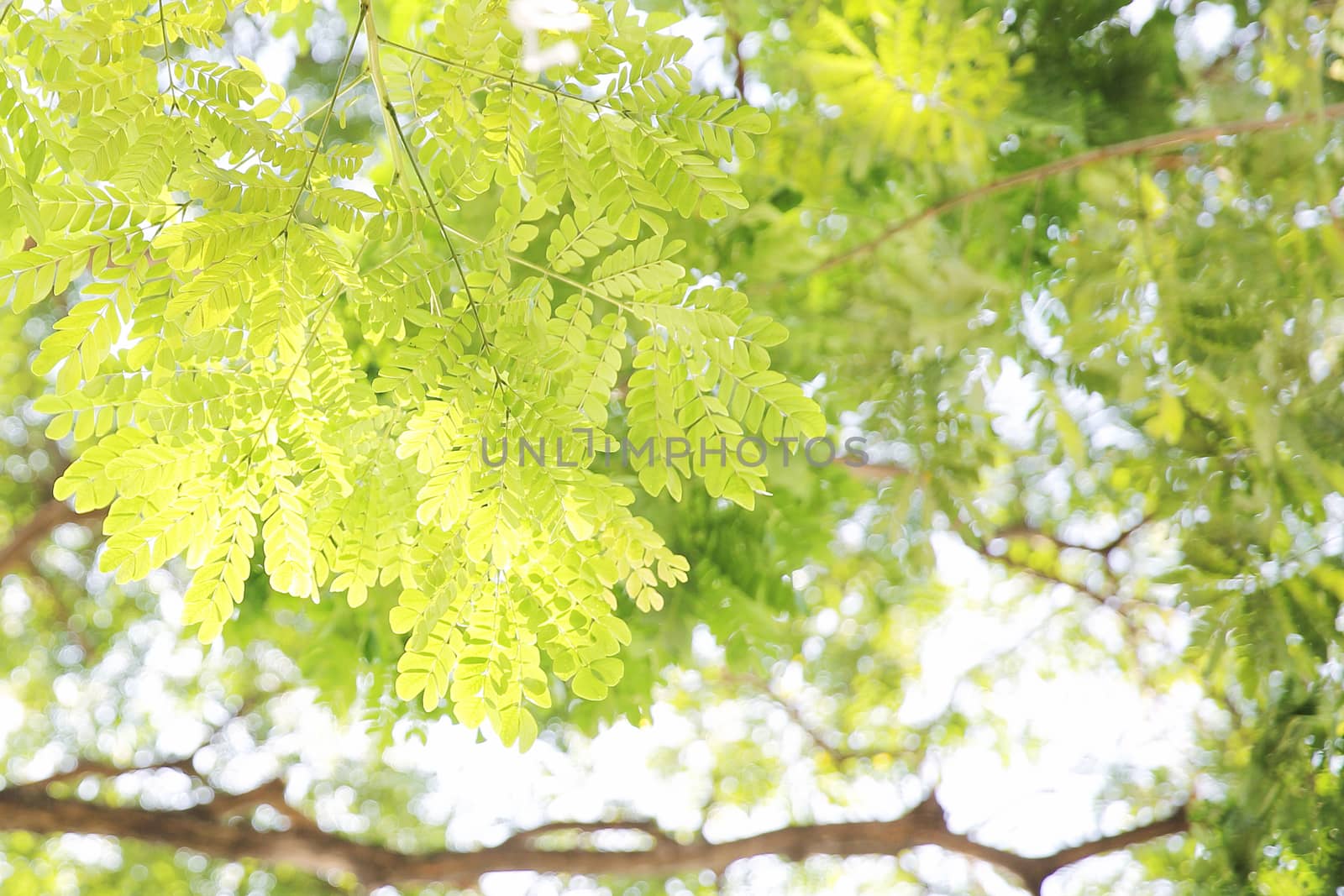 Green leaf tree background