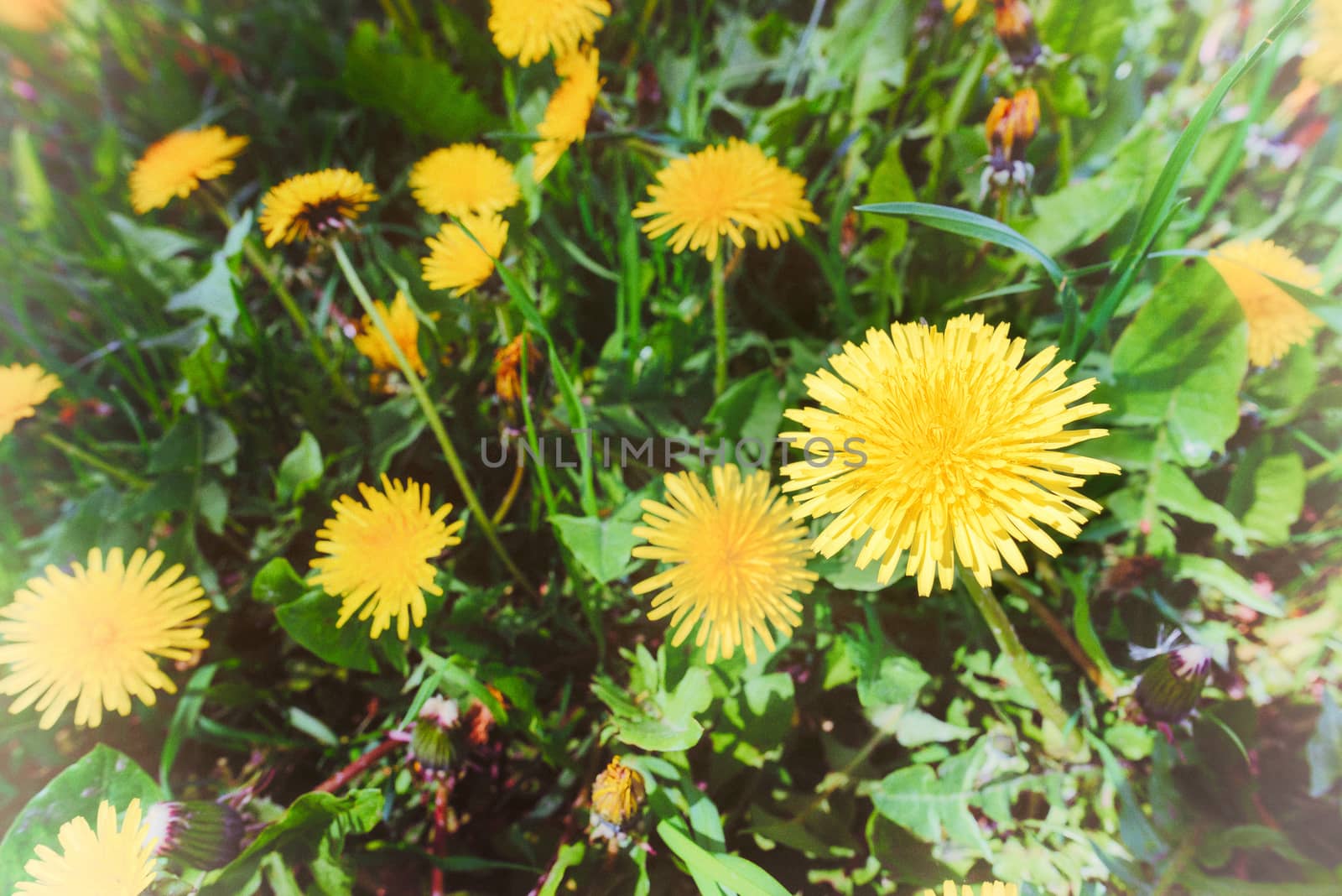 Old film effect of yellow Dandelion flowers in the meadow, illuminated by the warm spring sun