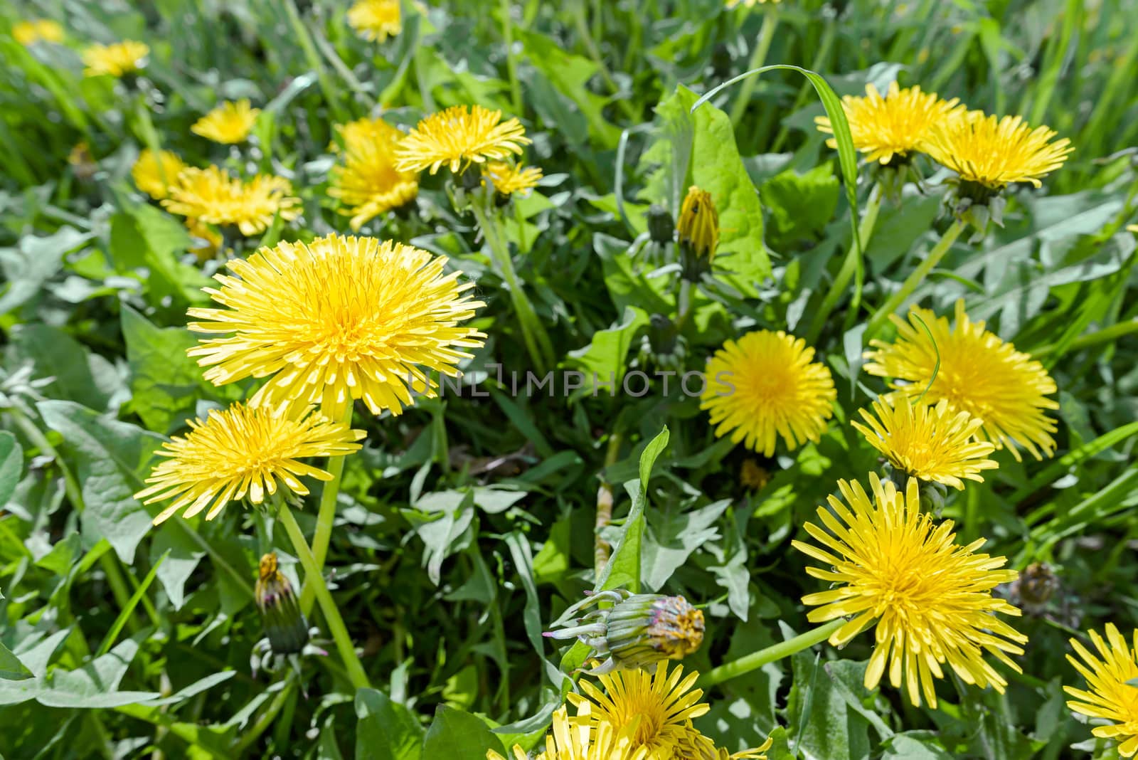 Yellow Dandelion Flowers by MaxalTamor