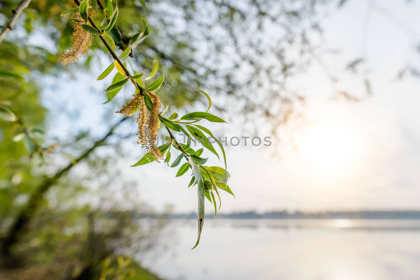 A strong backlight shows the transparency of weeping willow leaves close to the lake in spring