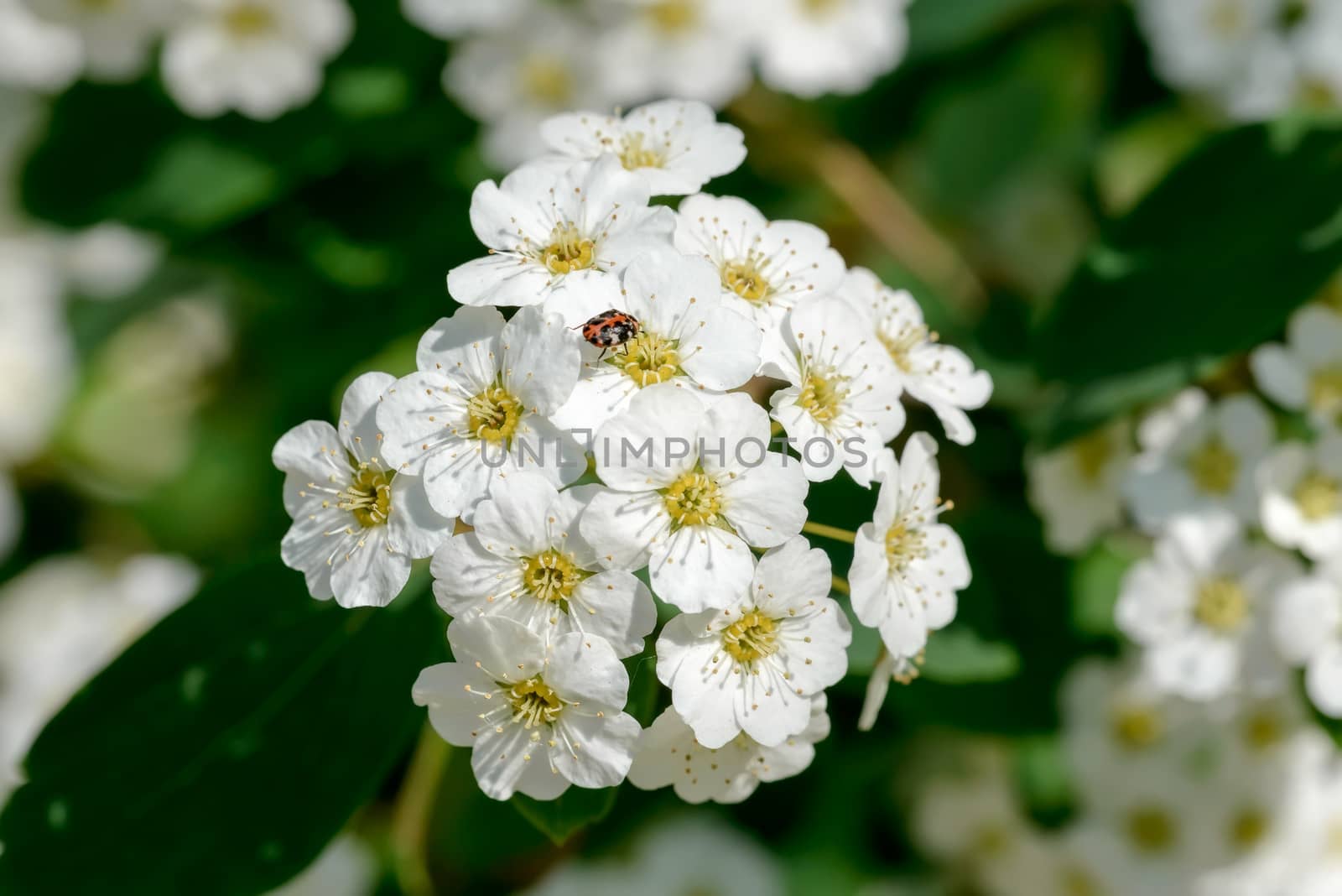 Close up of a spiraea bush showing the details of the soft white flowers under the spring sun