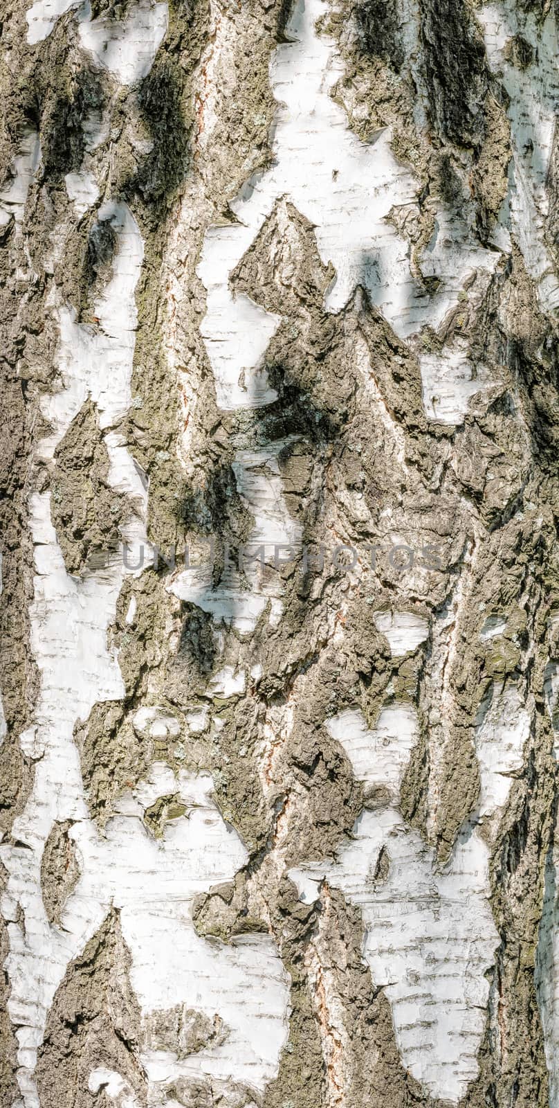 Detail of birch tree bark texture