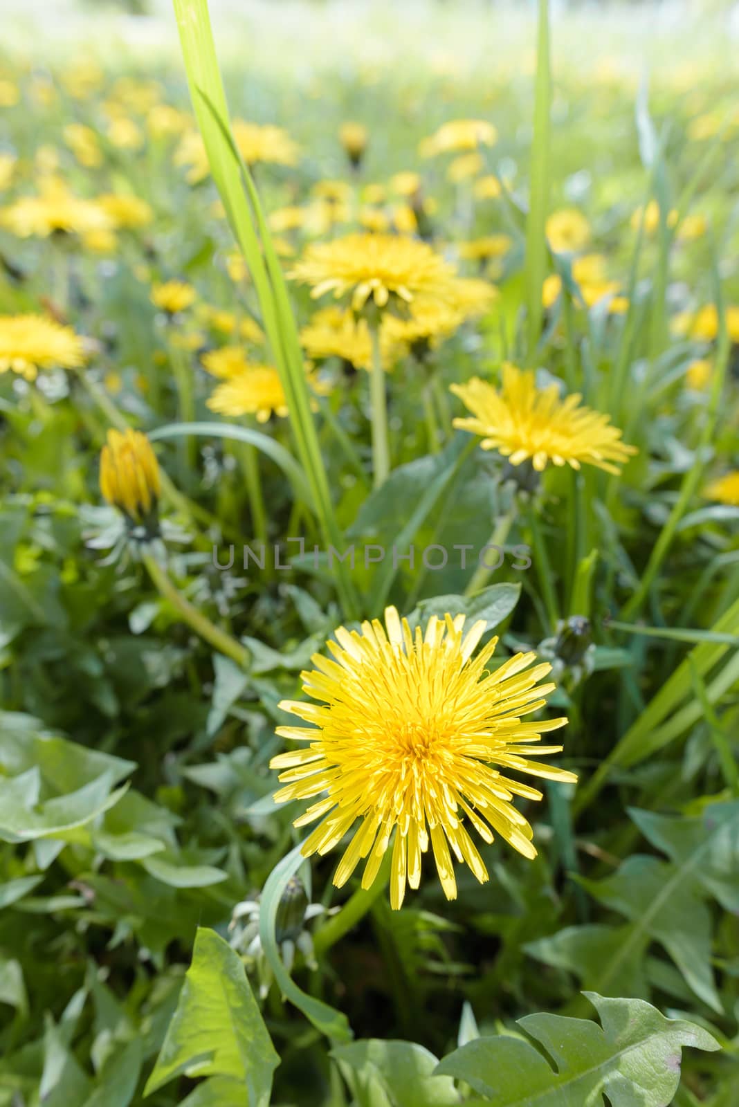 Yellow Dandelion flowers in the meadow, illuminated by the warm spring sun