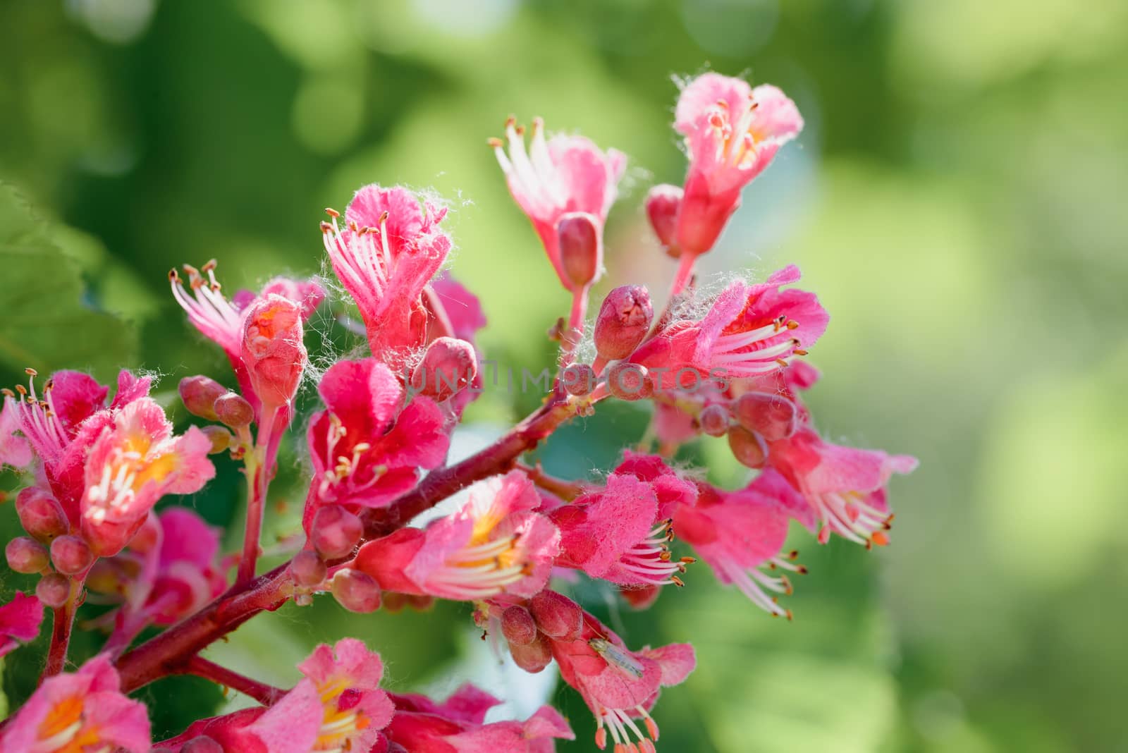 Red Aesculus x Carnea, or Red Horse-chestnut Flower under the bright spring sun