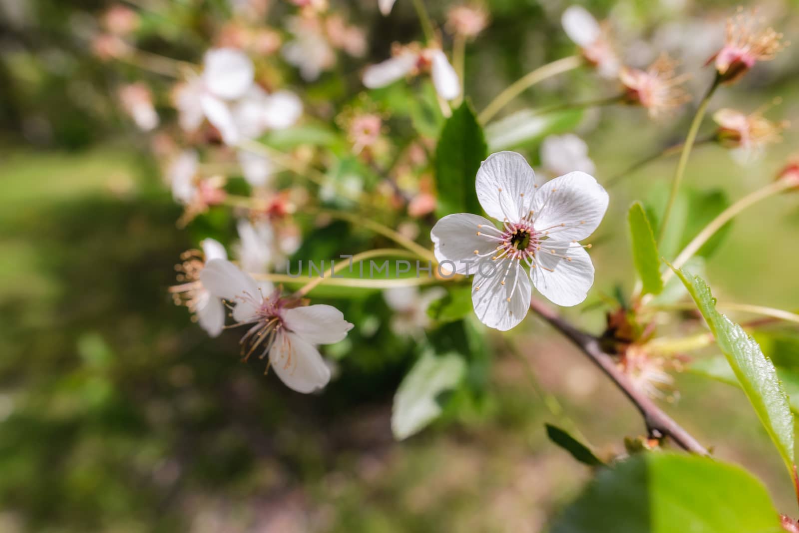 Macro of a single white cherry flower illuminated by the warm spring sun. The background is blurred with a glow effect