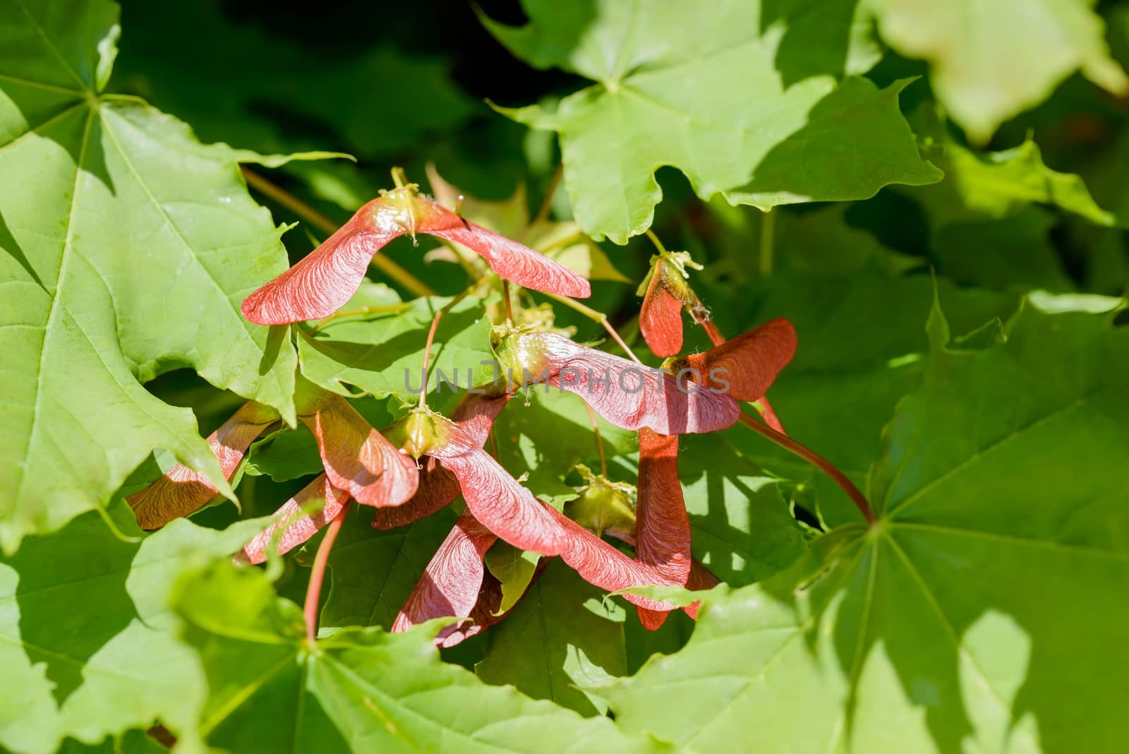 Close up detail of maple tree, Acer circinatum, red samara, on a background of green leaves, illuminated by a strong spring sun