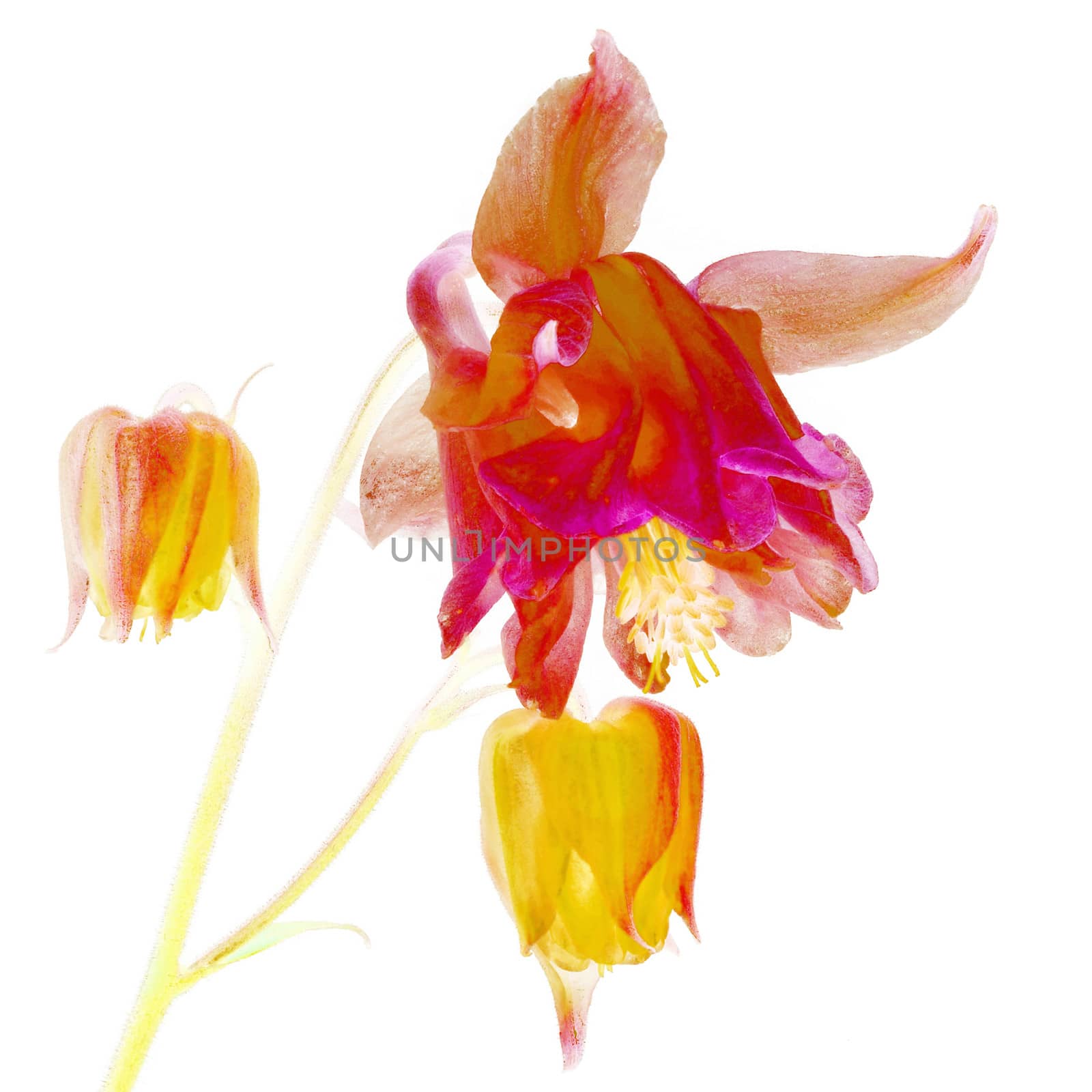 Beautifully presented and photographed flower portraits in close up against a white background..