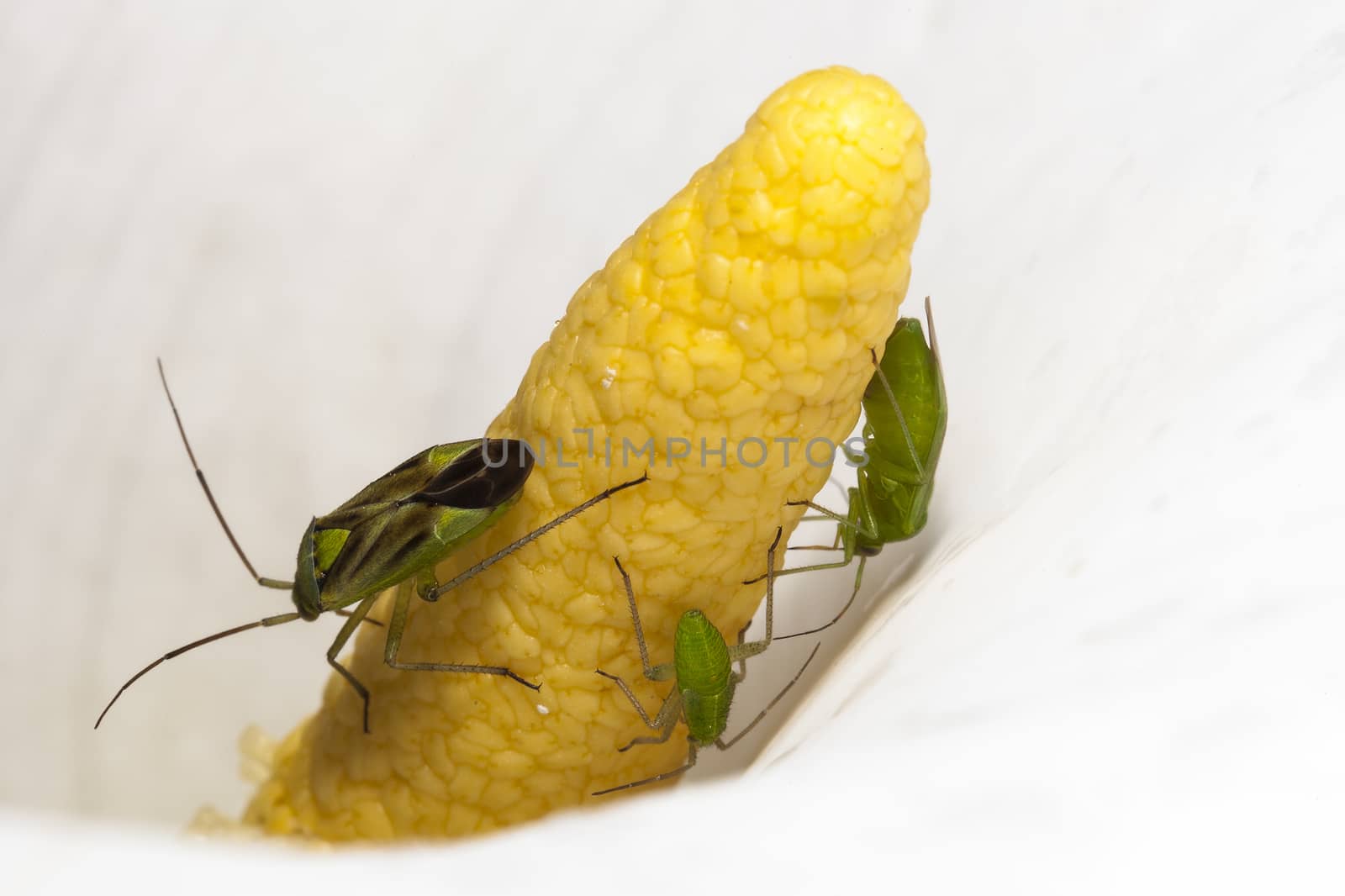 Common Green Capsid with nymph (Lygocoris pabulinus) on an Arum lily