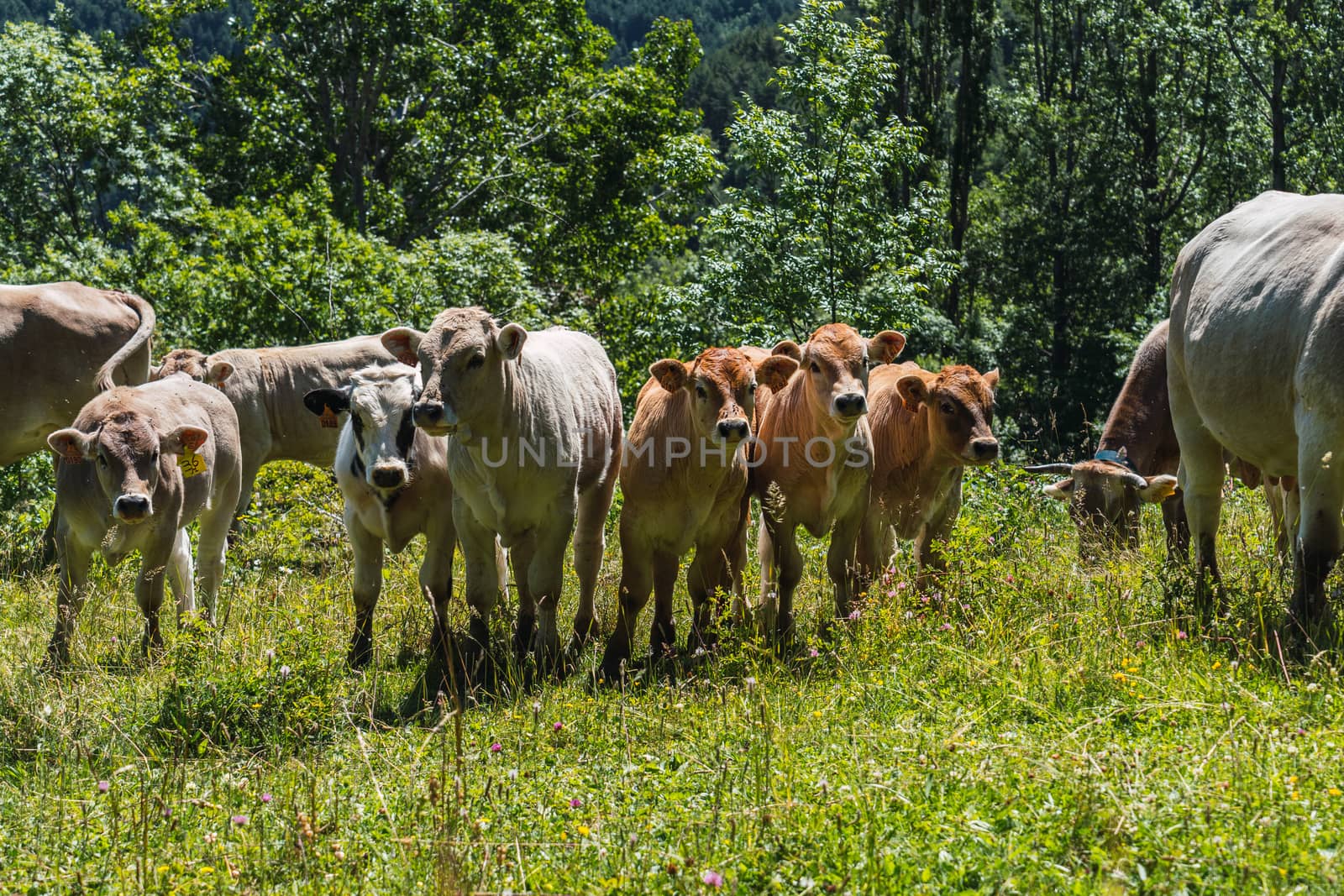 Six cows looking at the camera by Dumblinfilms