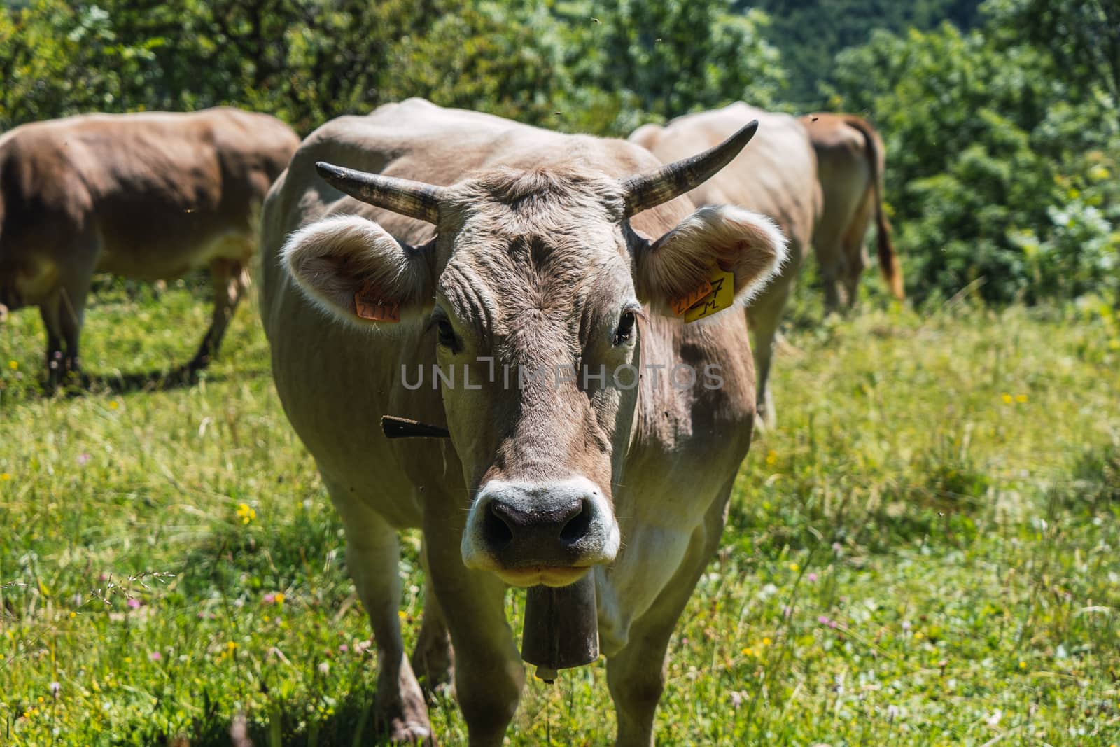 Cow staring intently at the camera while cattle grazing through the Pyrenees mountains