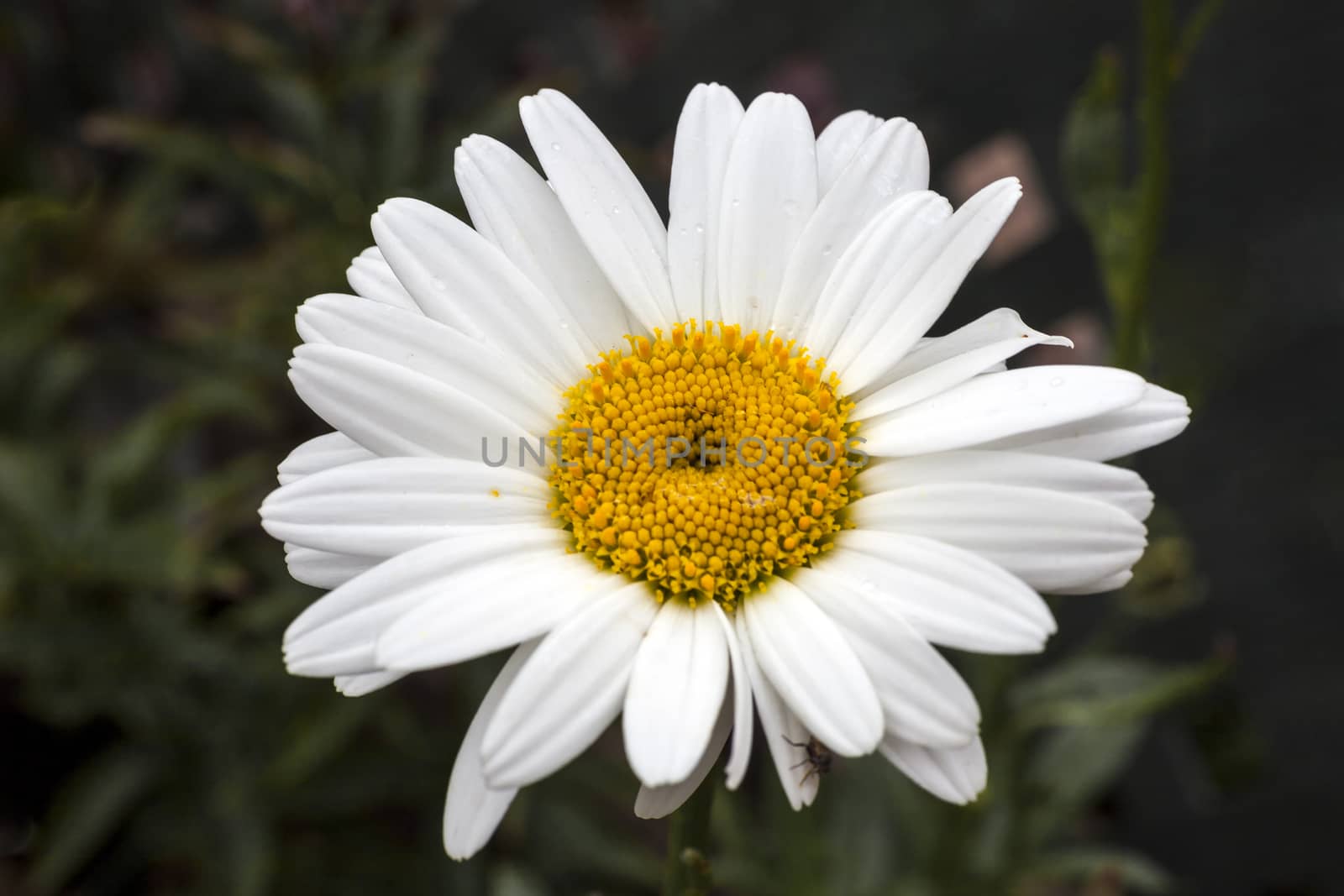 Leucanthemum x superbum 'Becky'  by ant