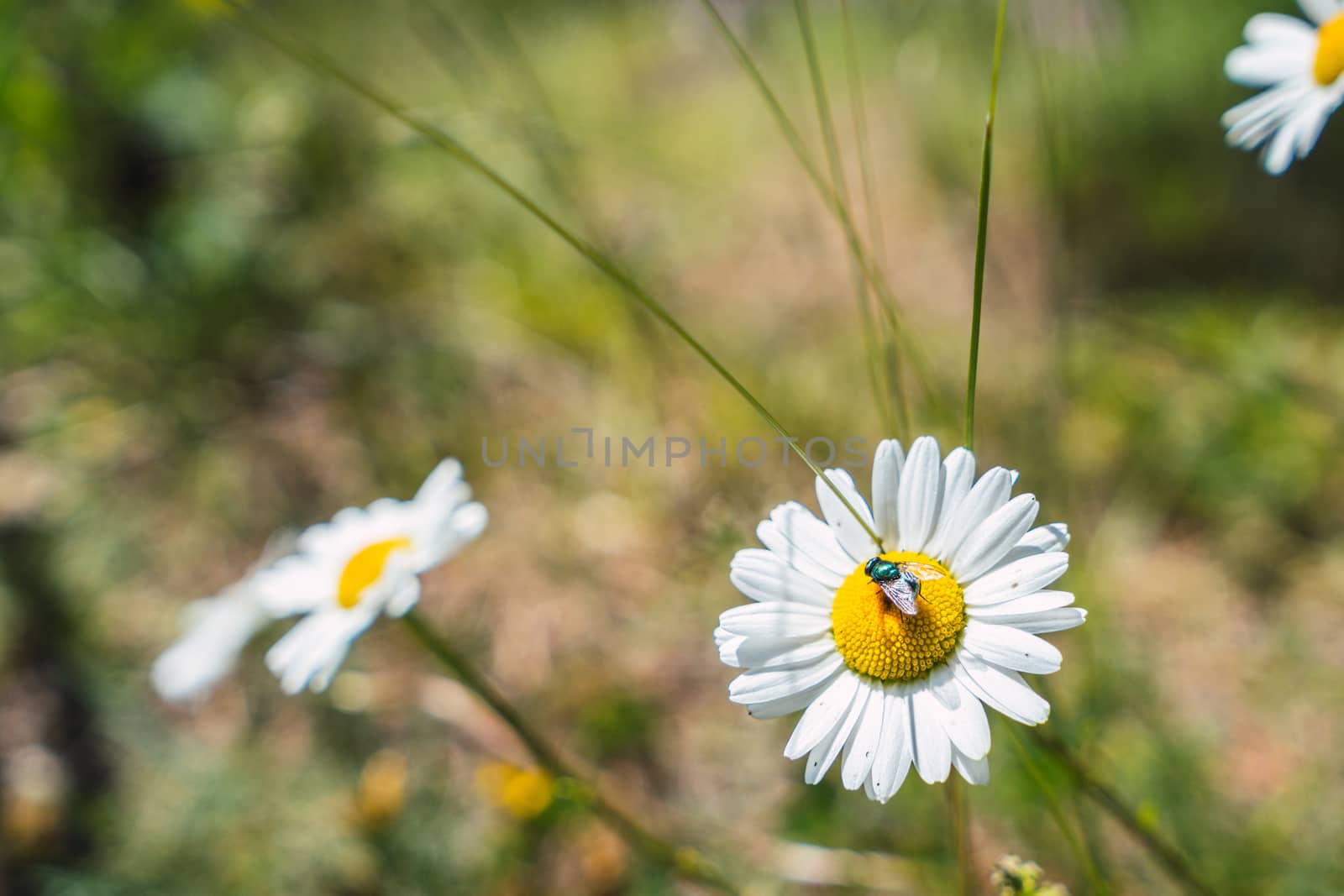 Daisy flower with green fly Phaenicia sericata on a meadow in the Pyrenees mountains