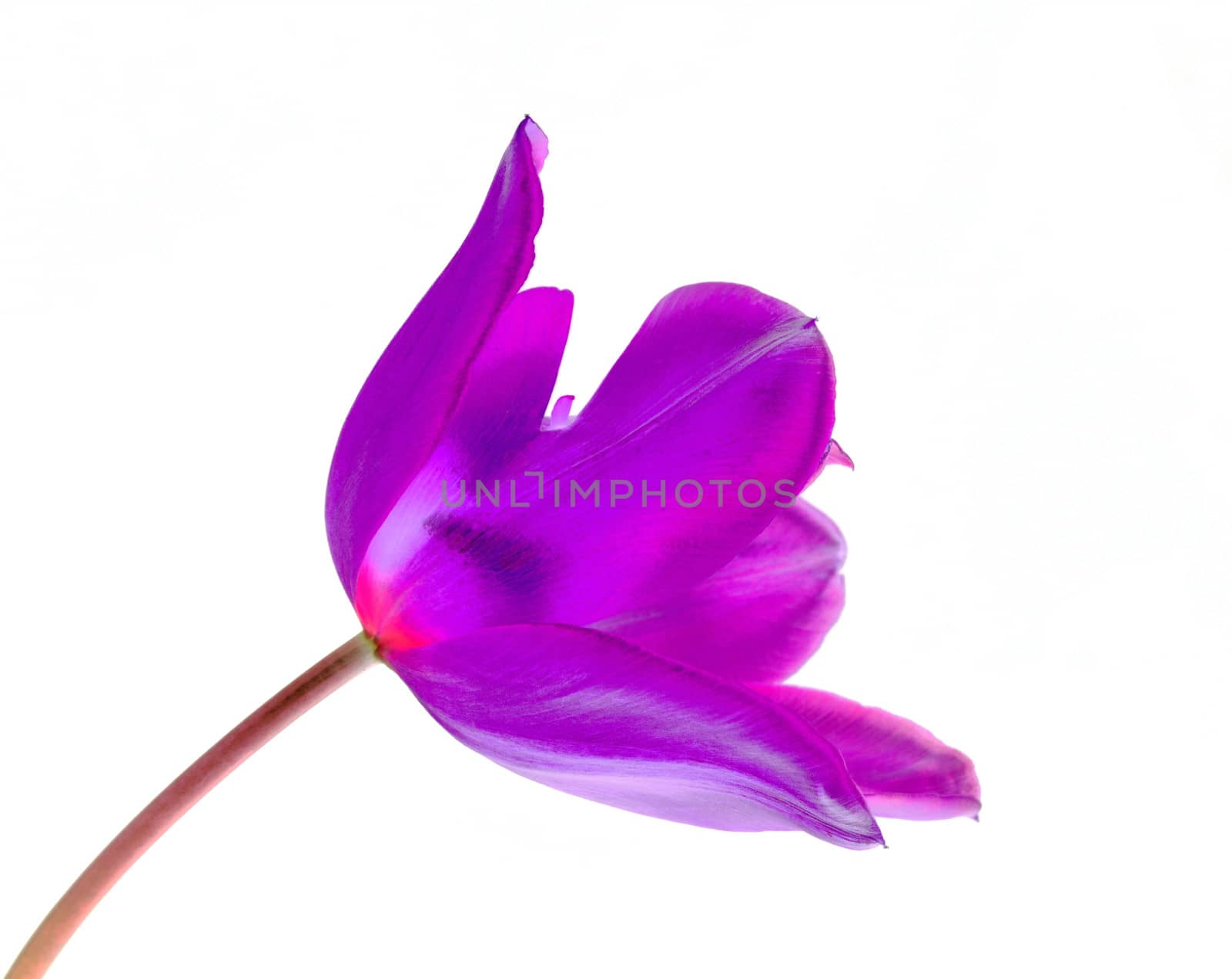 Beautifully presented and photographed flower portraits in close up against a white background..