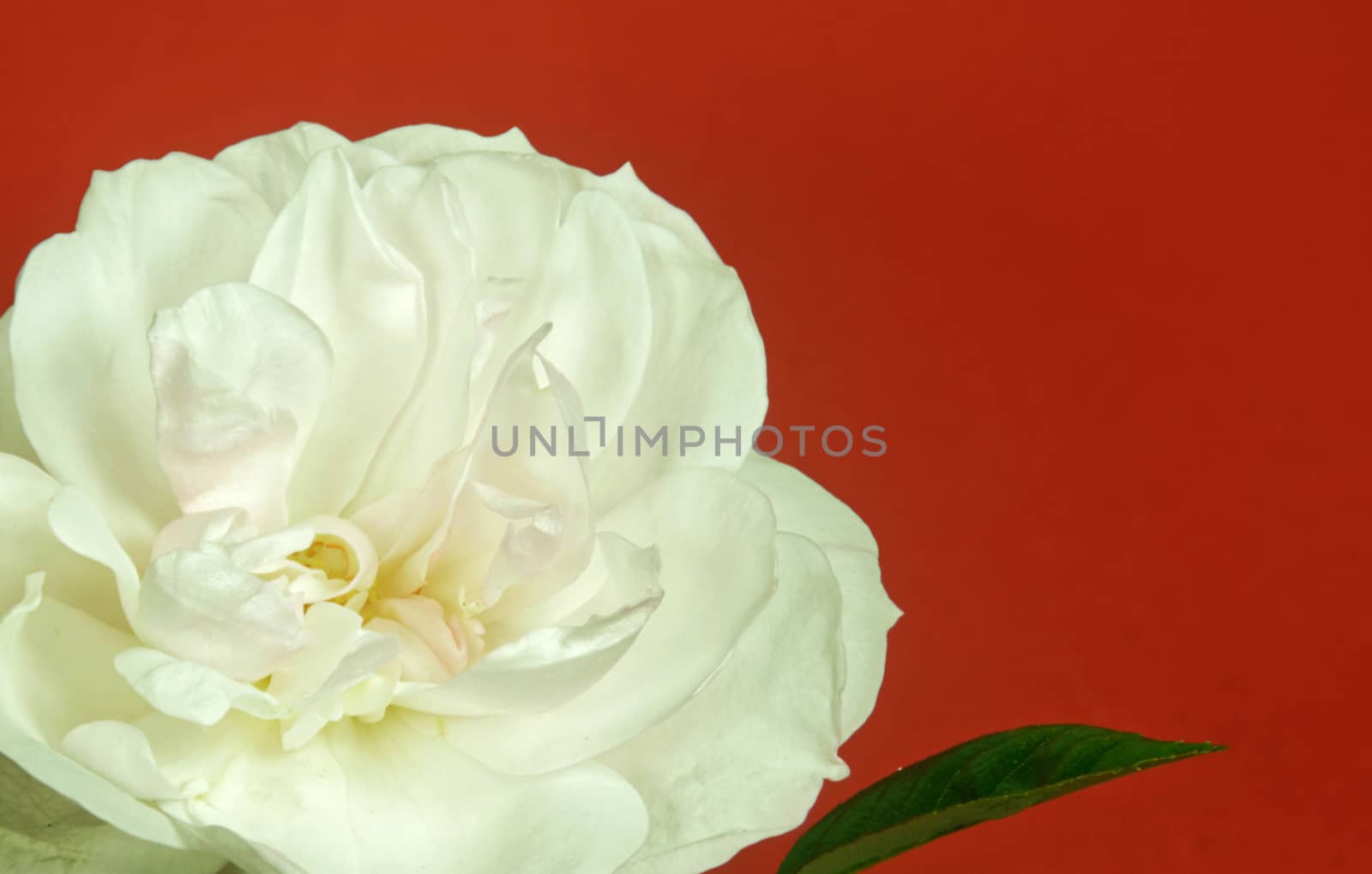 Close up of a beautiful White Rose  in full bloom..