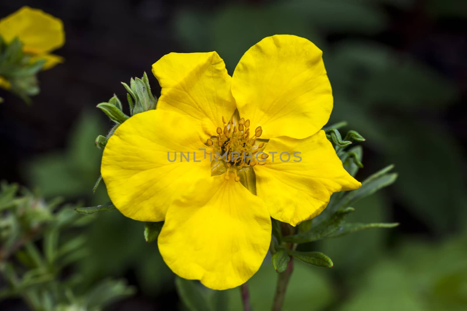 Potentilla 'Goldfinger' a yellow flowered plant known as cinquefoil