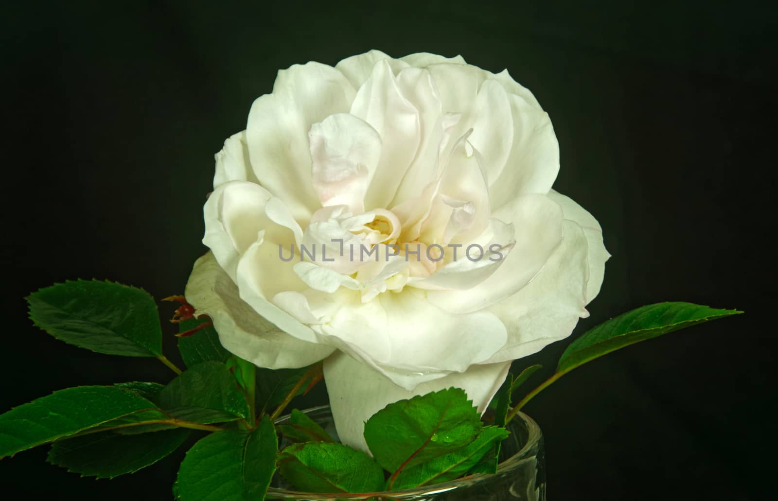 Close up of a beautiful White Rose  in full bloom..