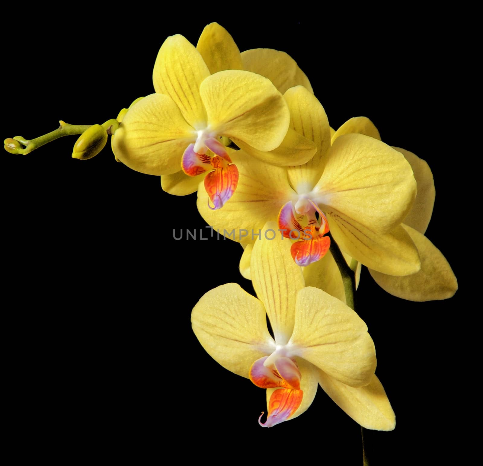 Beautifully presented and photographed florals in the Studio.