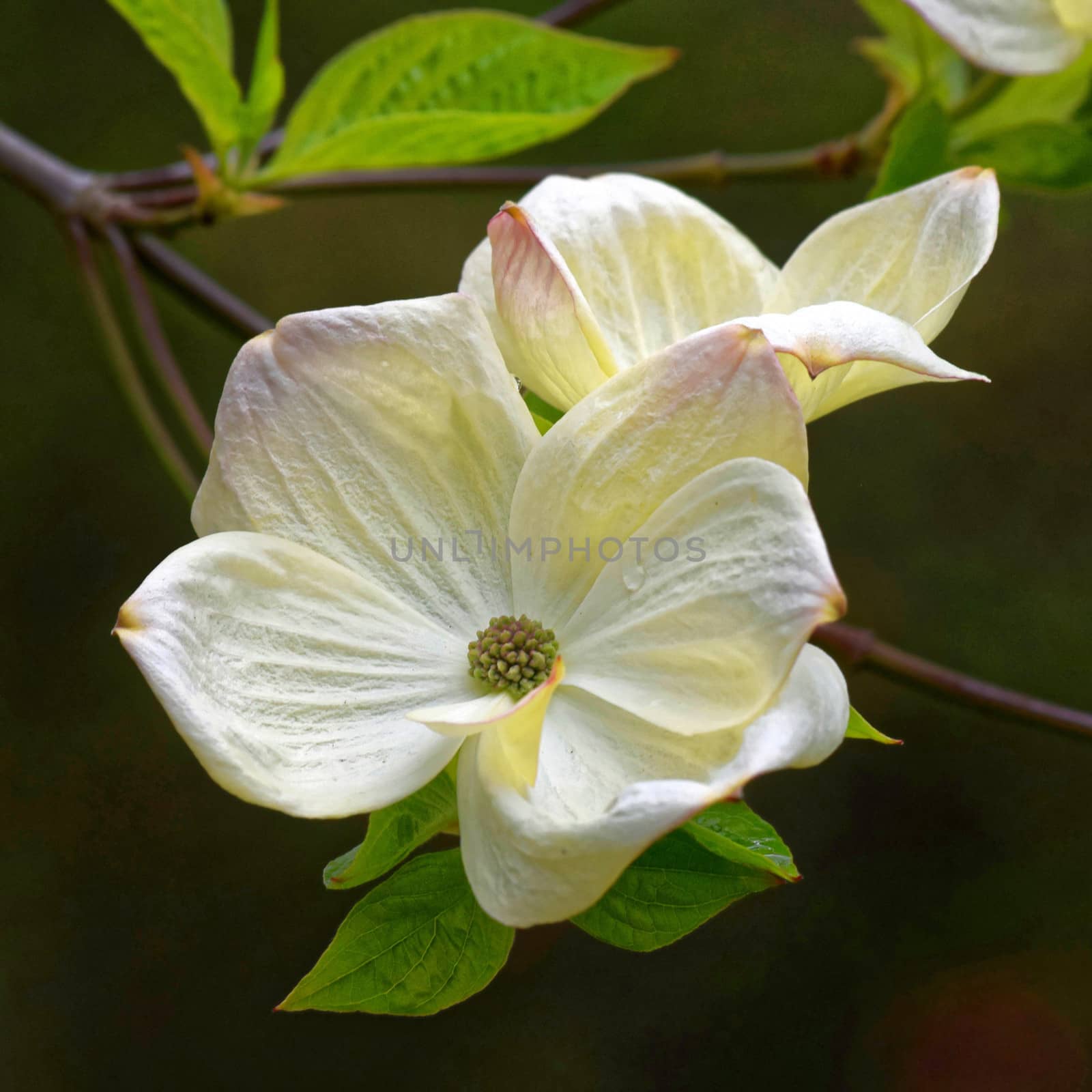 White tree flower. by george_stevenson