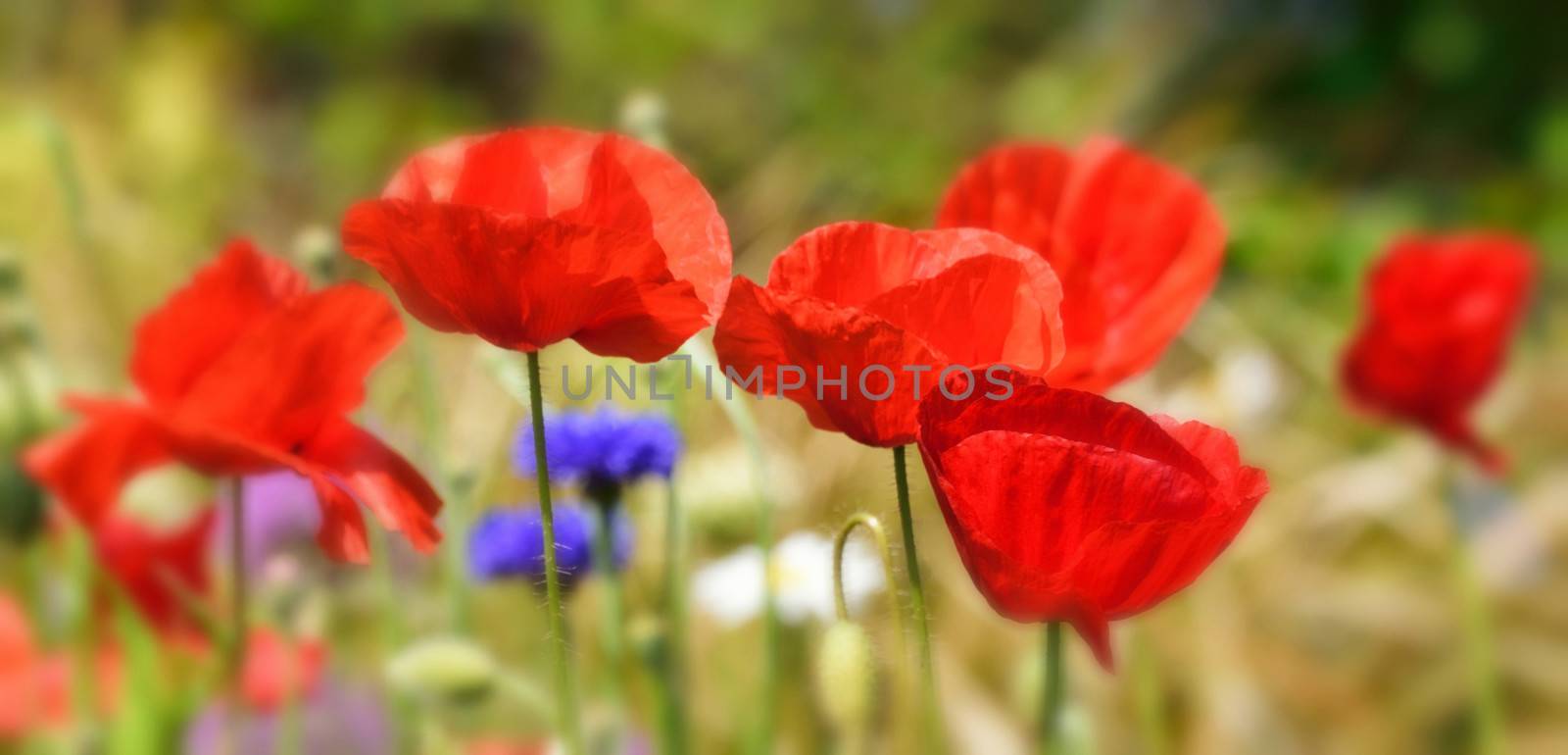 Poppies in English Country Garden. by george_stevenson