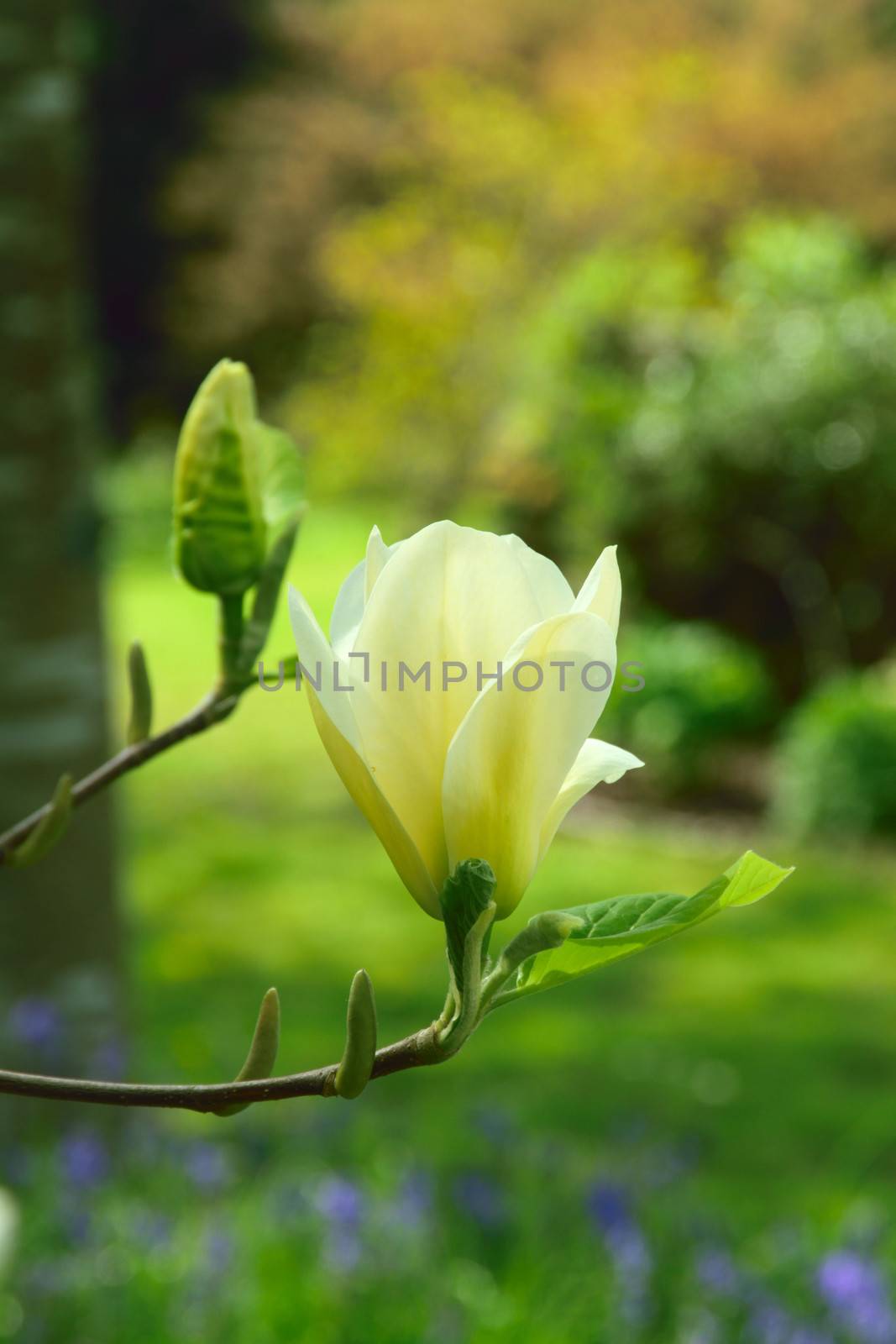 Beautiful and vibrantly colorful Flower Portraits  by george_stevenson