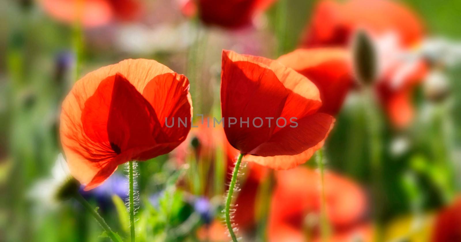 Poppies in English Country Garden. by george_stevenson