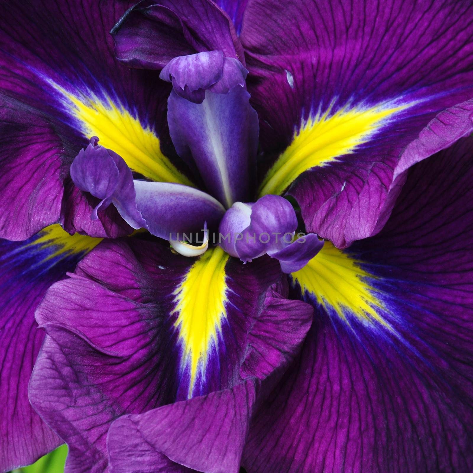 Beautifully presented and photographed florals in the Studio.