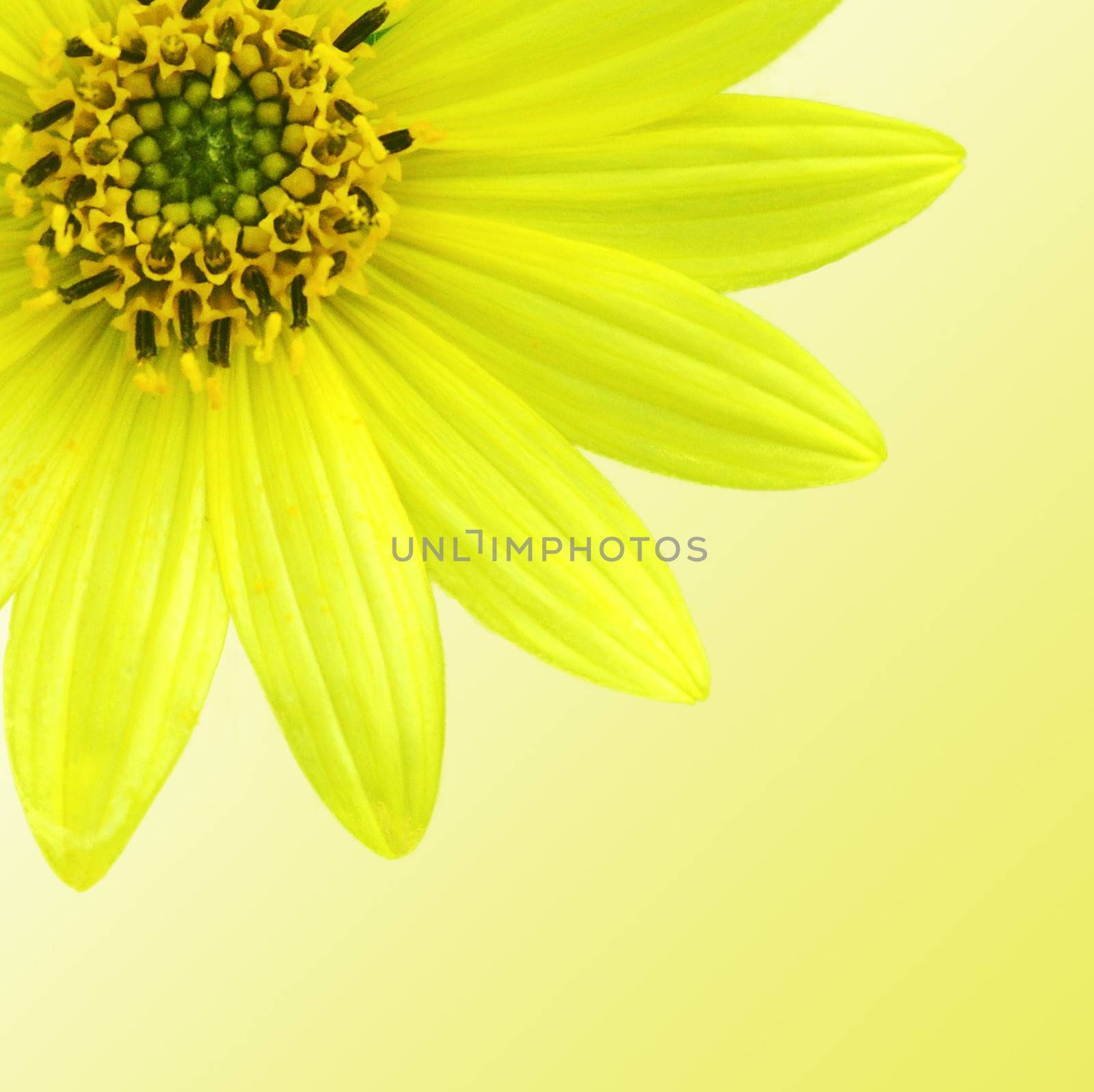 Beautifully presented and photographed florals in the Studio.