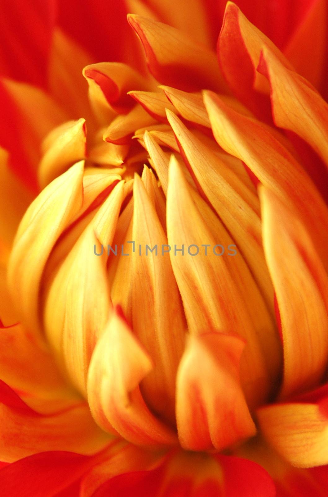 Beautifully presented and photographed florals in the Studio.