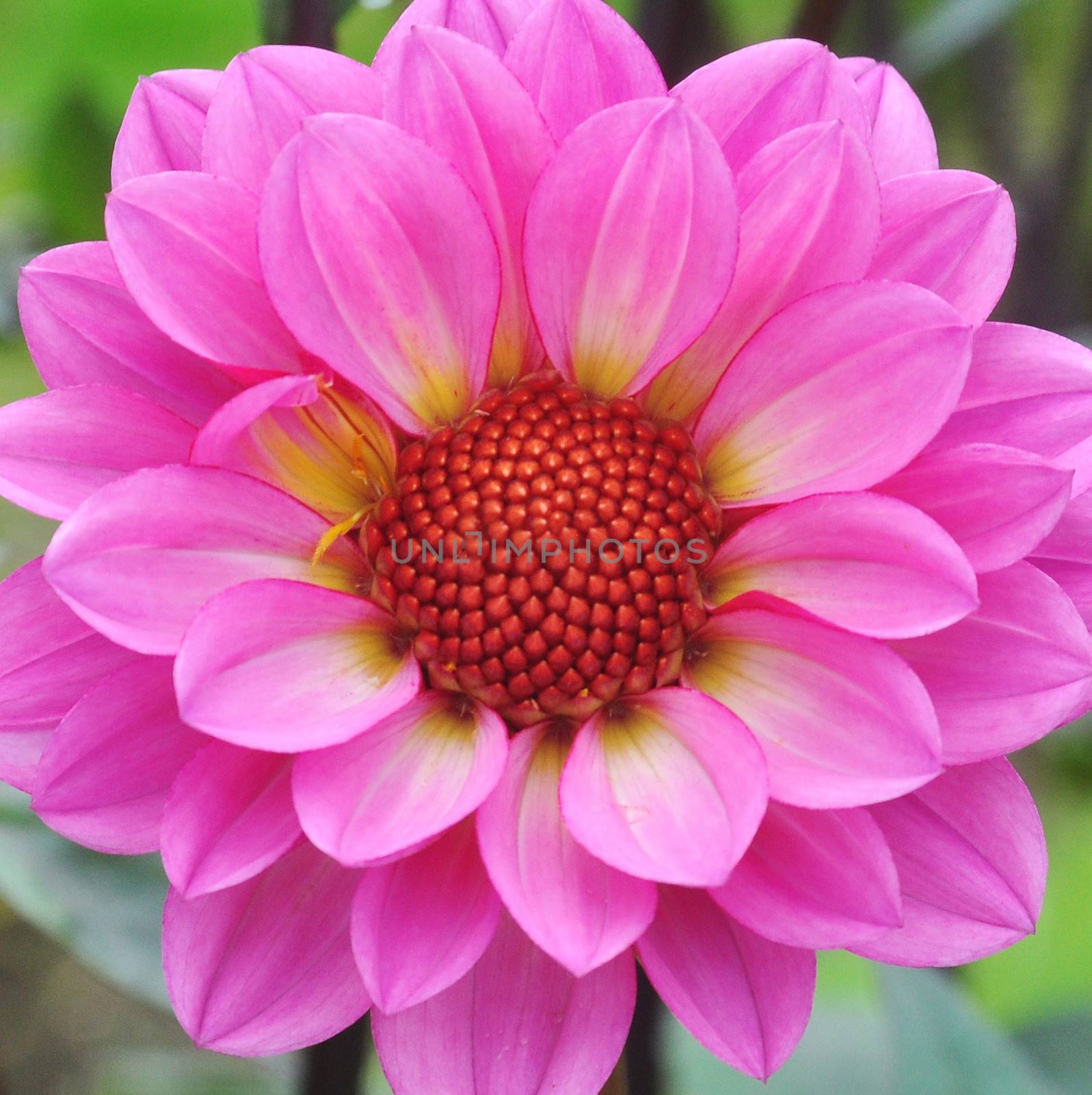 Beautiful and vibrantly colorful Flower Portraits  by george_stevenson