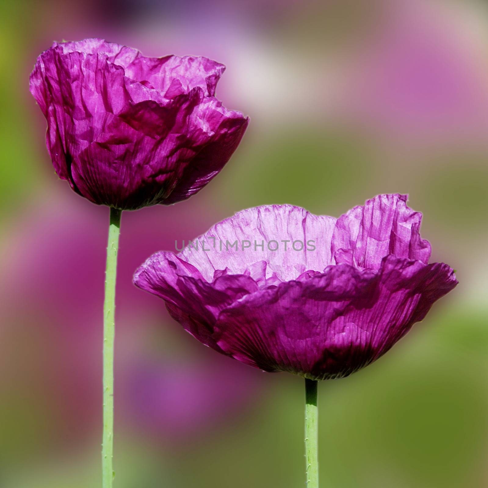 Beautiful and vibrantly colorful Flower Portraits  by george_stevenson