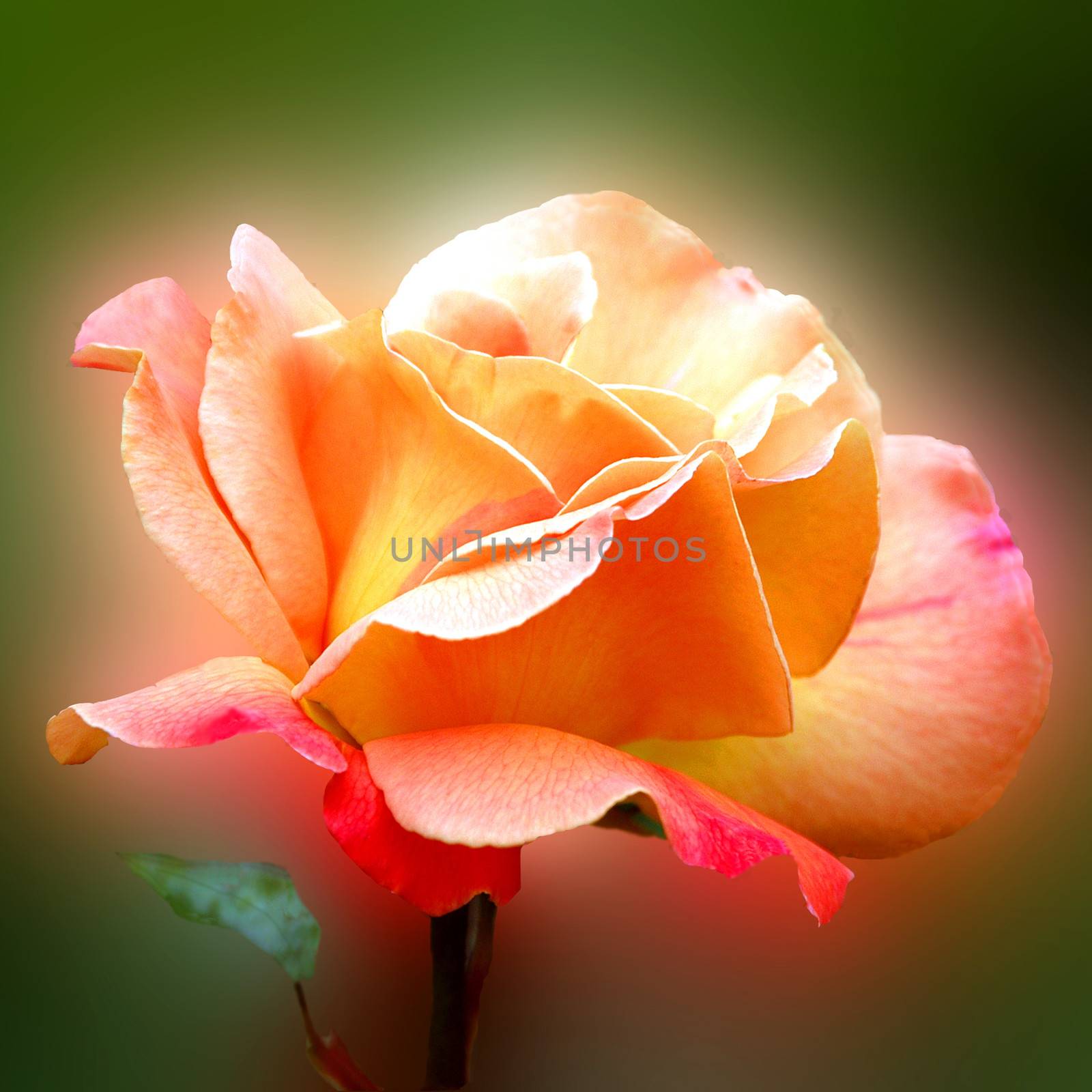 Beautiful and vibrantly colorful Flower Portraits  by george_stevenson