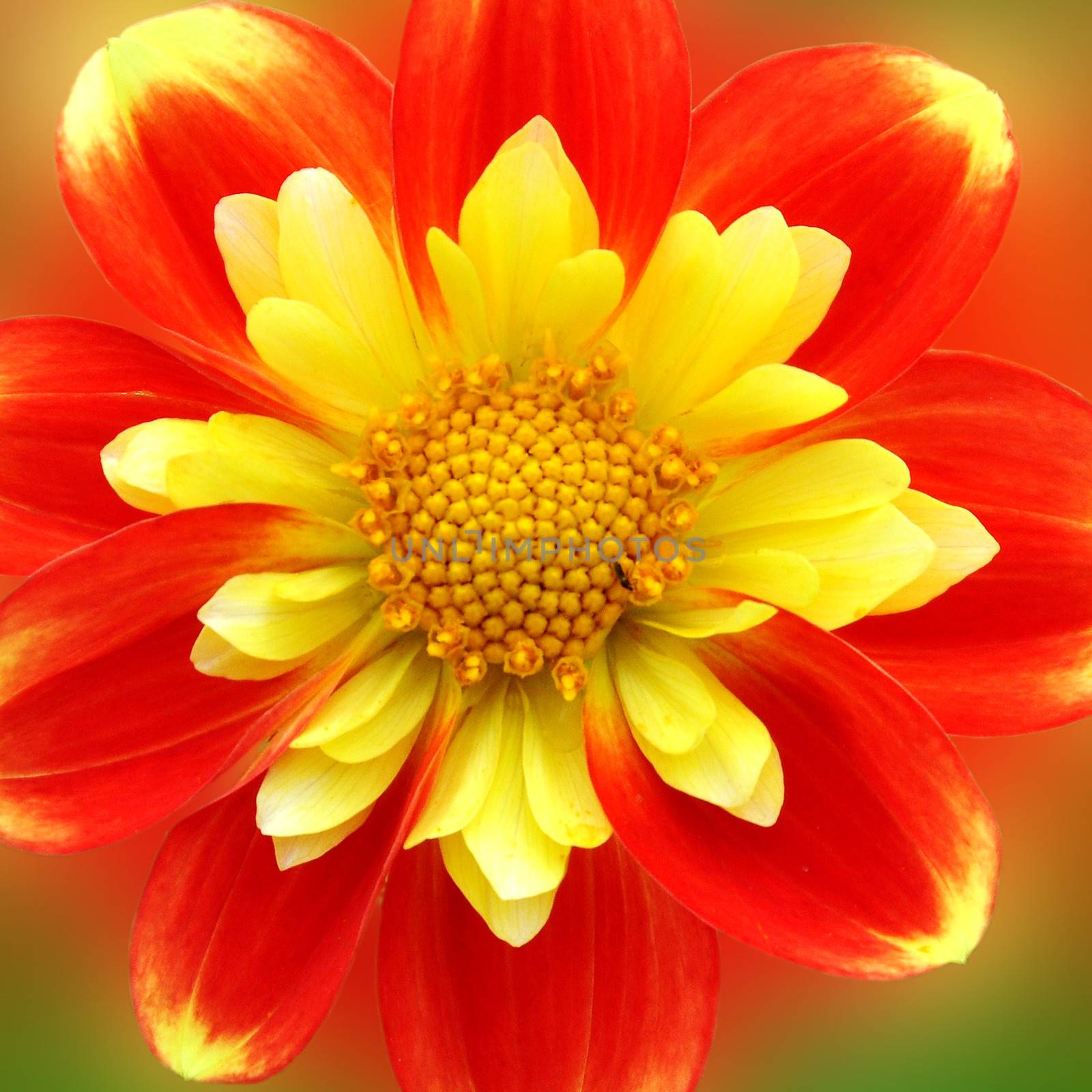 Beautiful and vibrantly colorful Flower Portraits  by george_stevenson