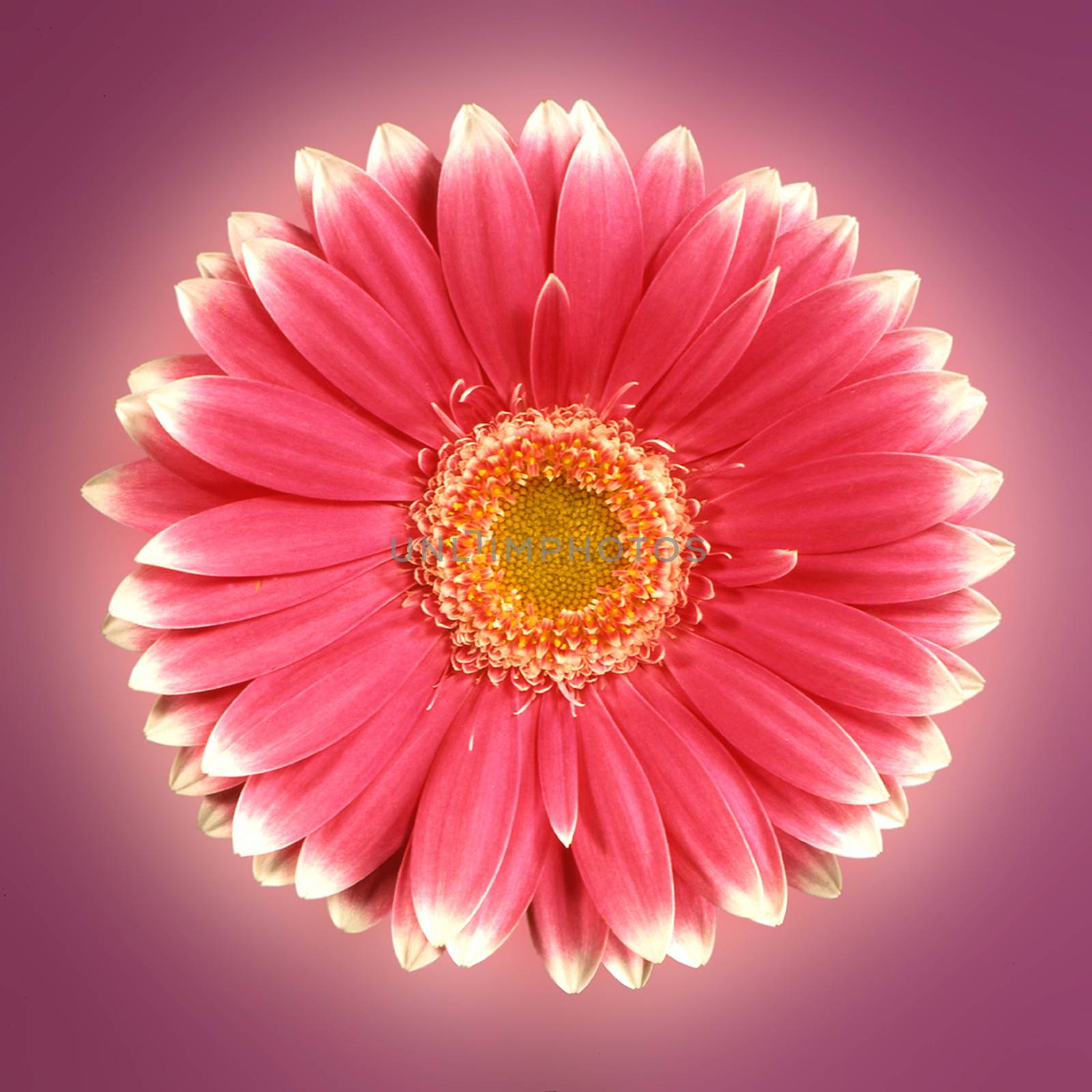 Beautiful and vibrantly colorful Flower Portraits  by george_stevenson