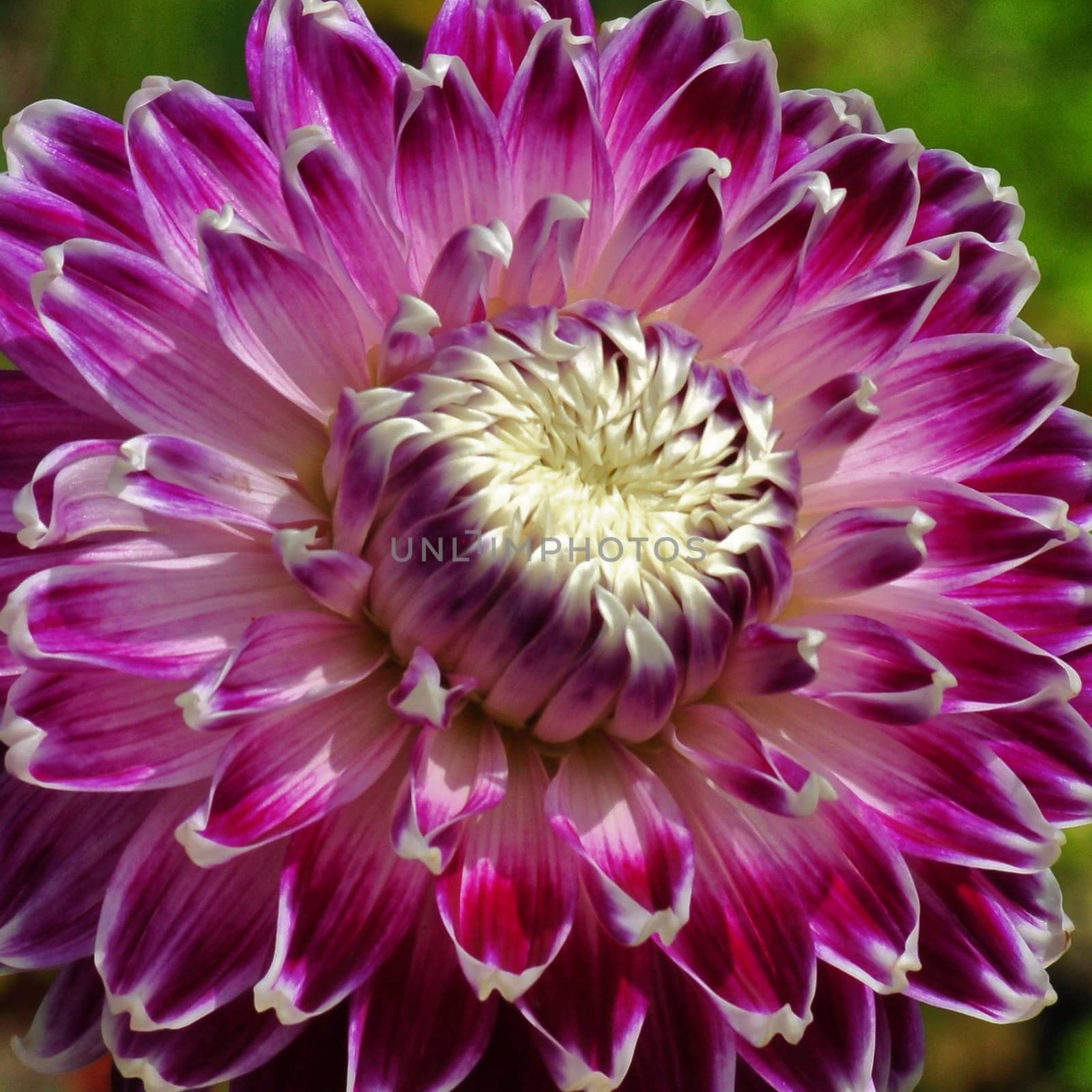 Beautiful and vibrantly colorful Flower Portraits  by george_stevenson