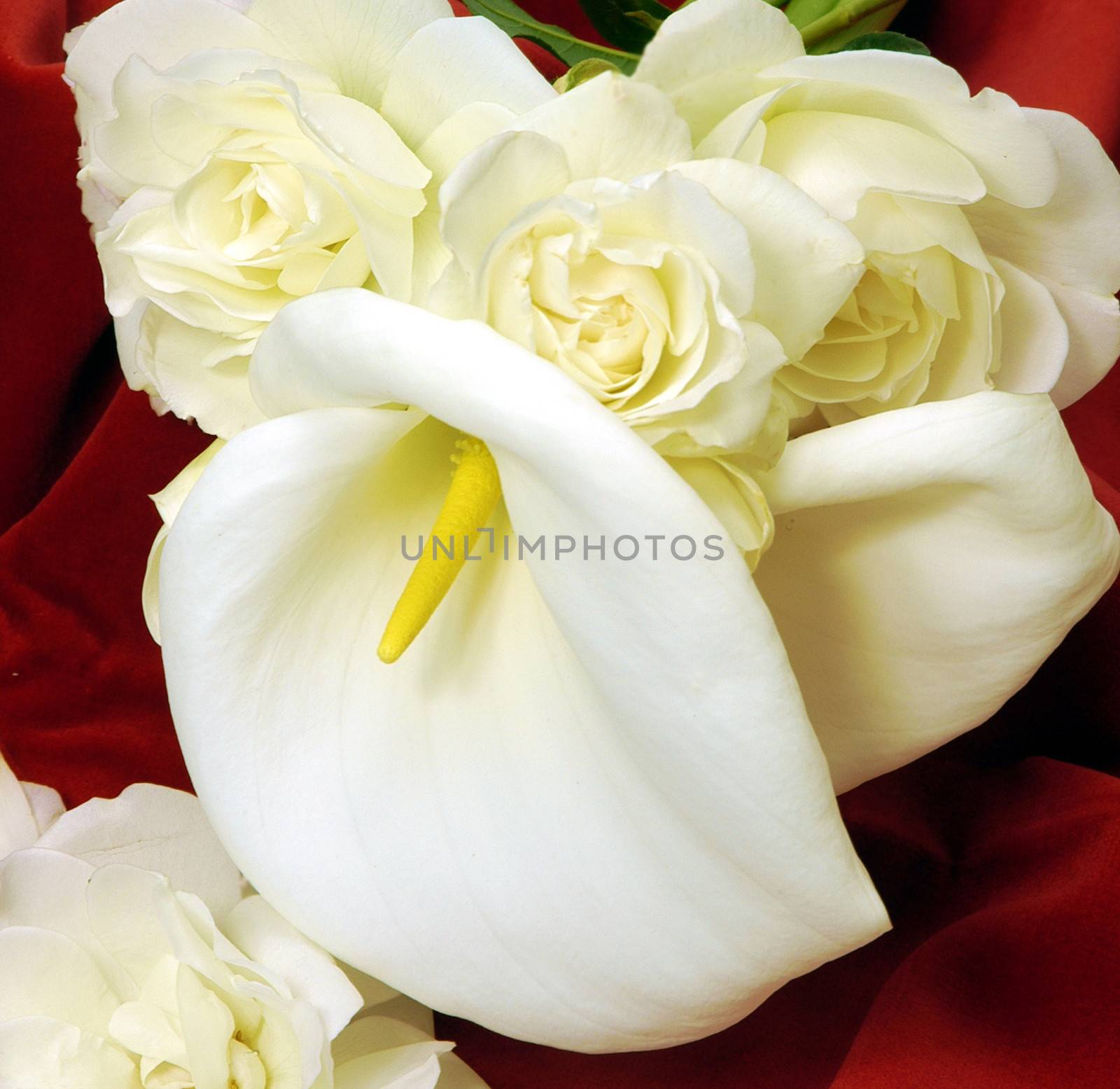 Beautifully presented and photographed florals in the Studio.