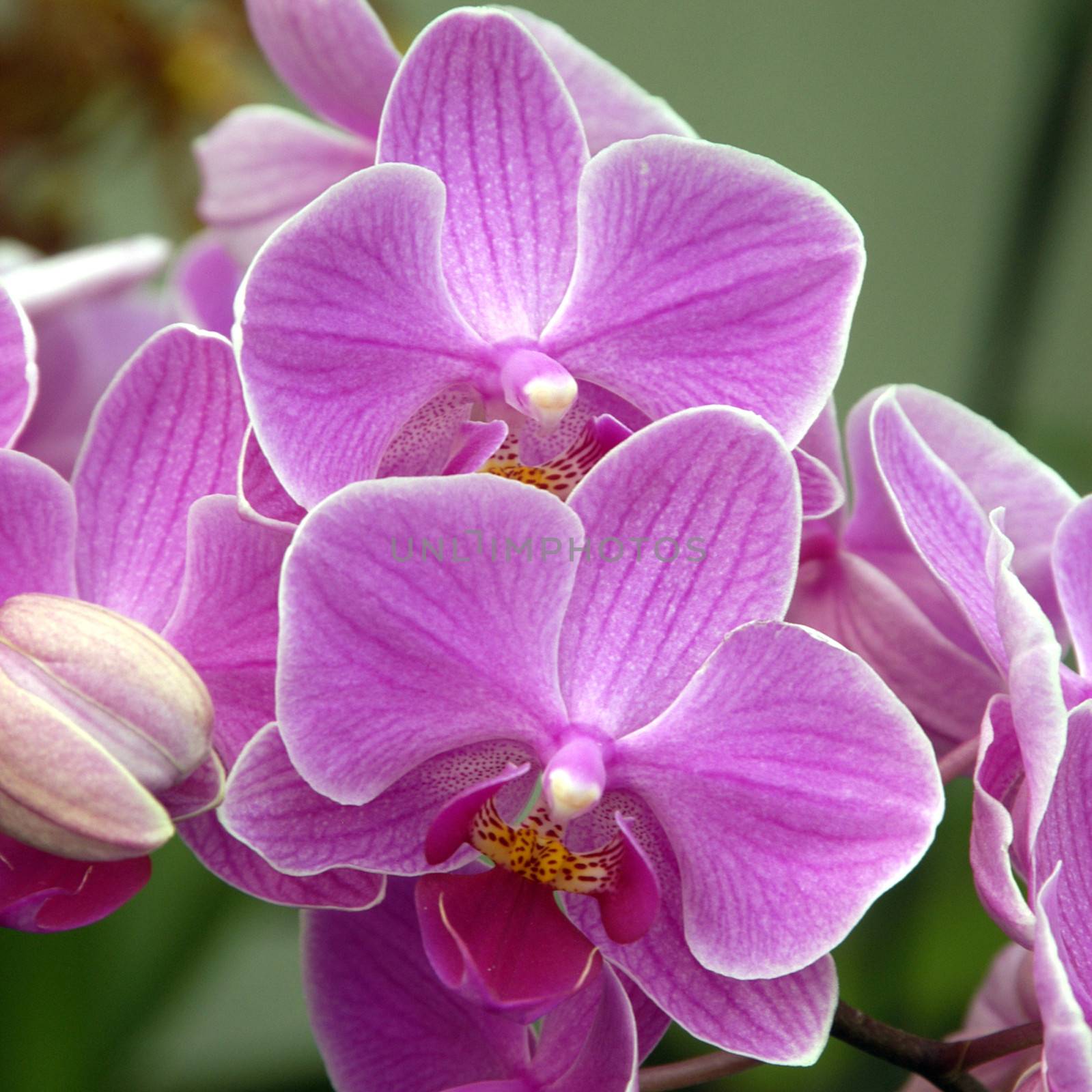 Beautiful and vibrantly colorful Flower Portraits  by george_stevenson