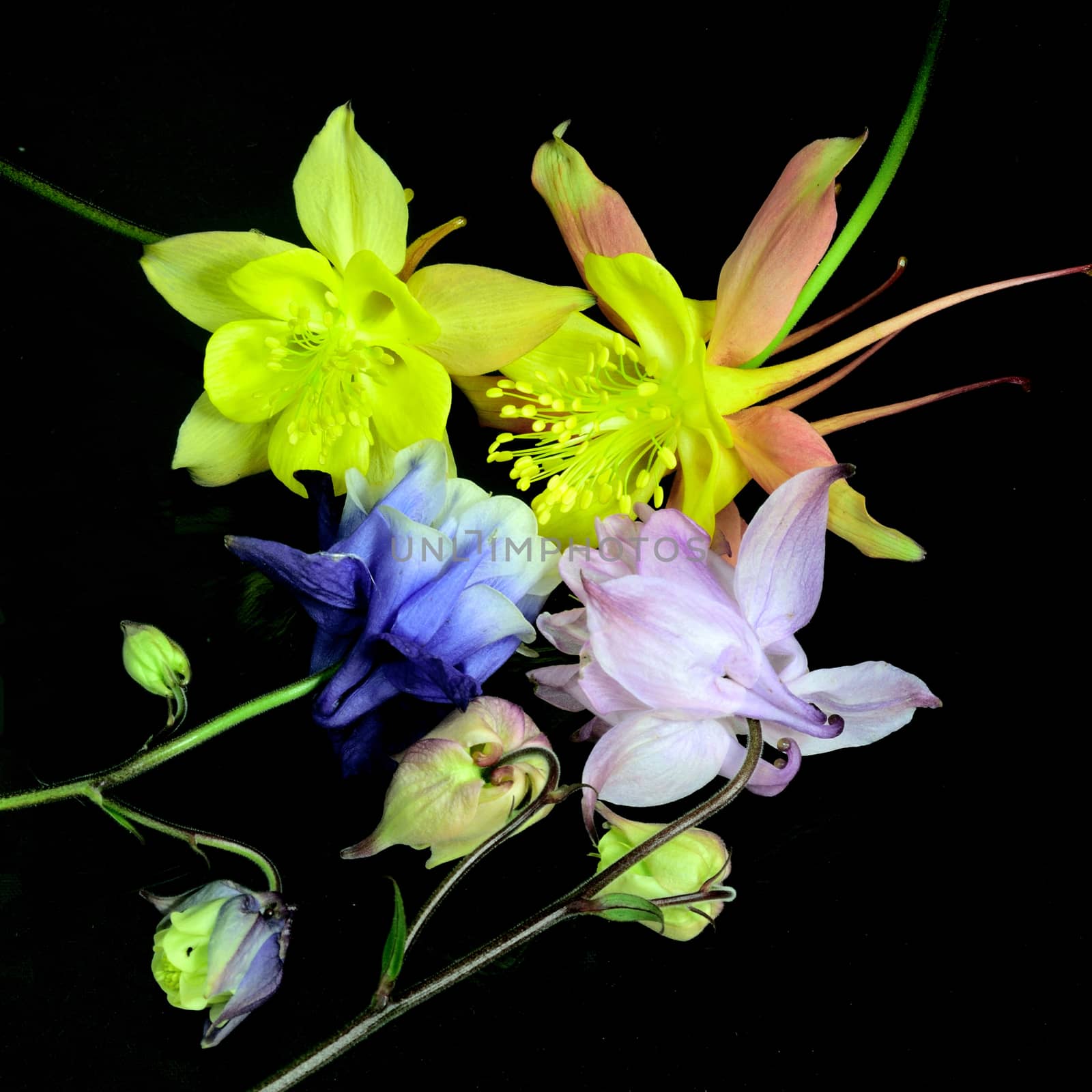 Beautifully presented and photographed flower portraits in close up against a white background..