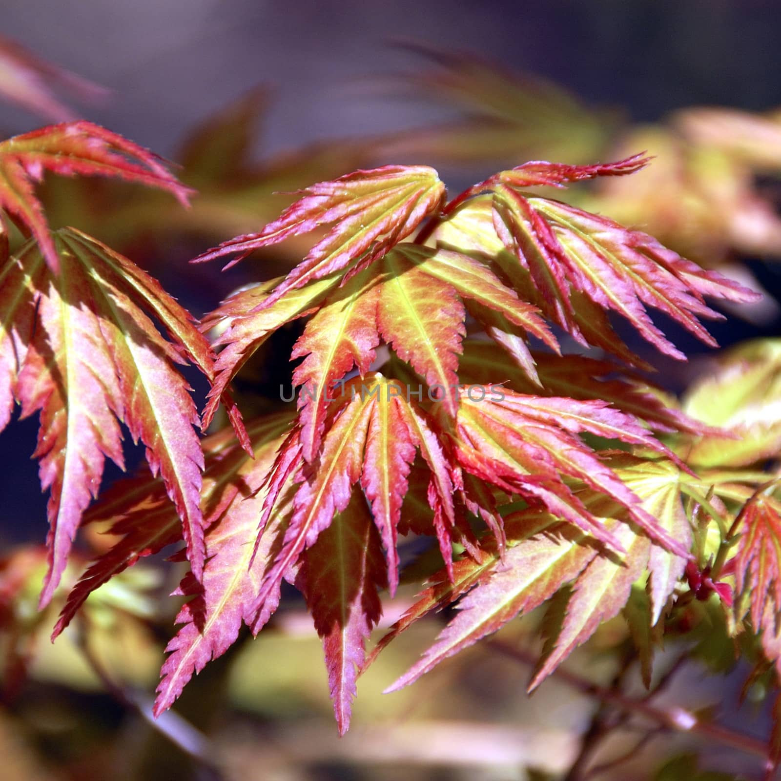 Leaves. by george_stevenson