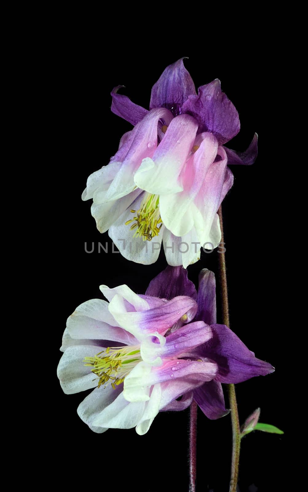 Beautiful and vibrantly colorful Flower Portraits  by george_stevenson