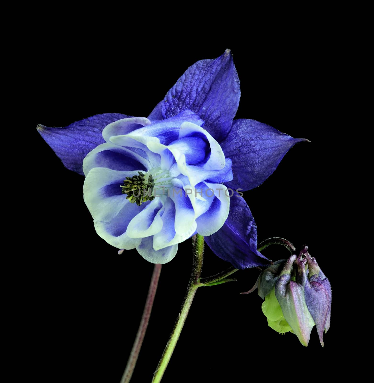 Beautifully presented and photographed flower portraits in close up against a white background..