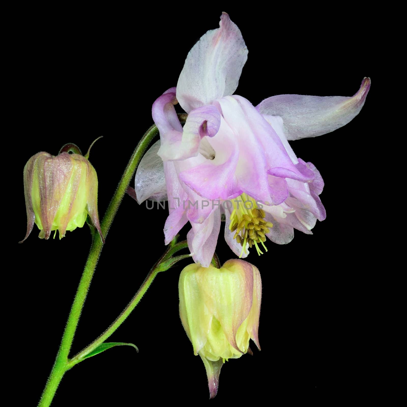 Beautifully presented and photographed flower portraits in close up against a white background..