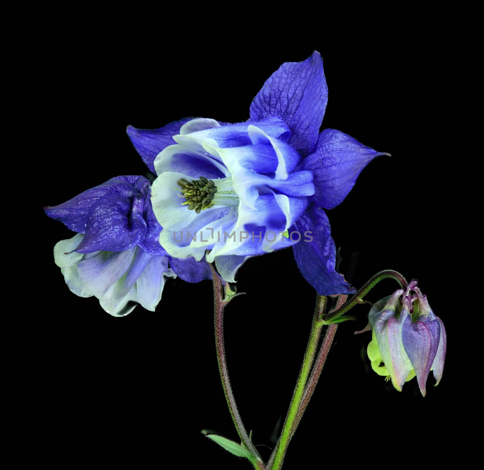 Beautifully presented and photographed flower portraits in close up against a white background..