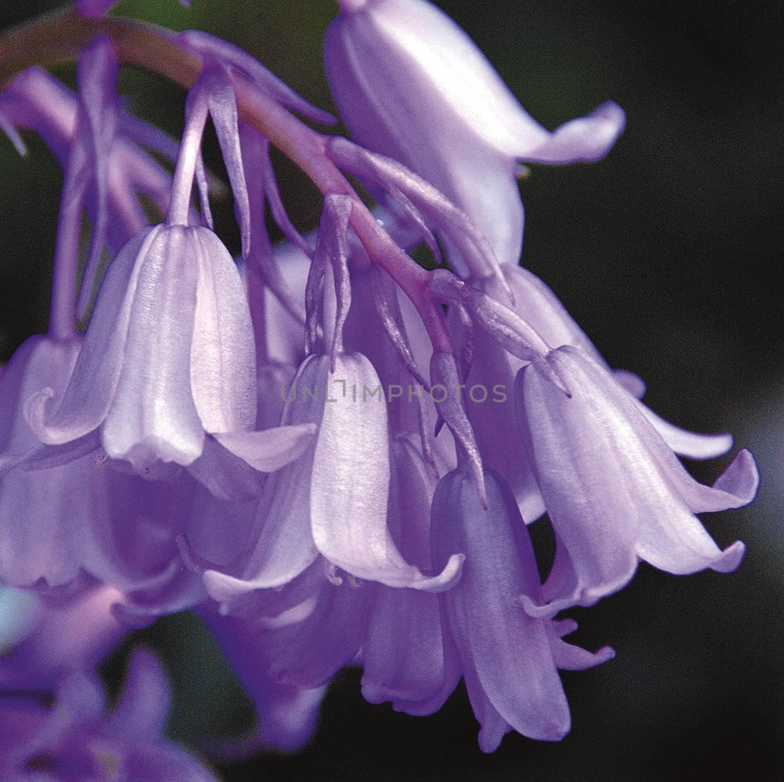 Beautifully presented and photographed flower portraits in close up against a white background..