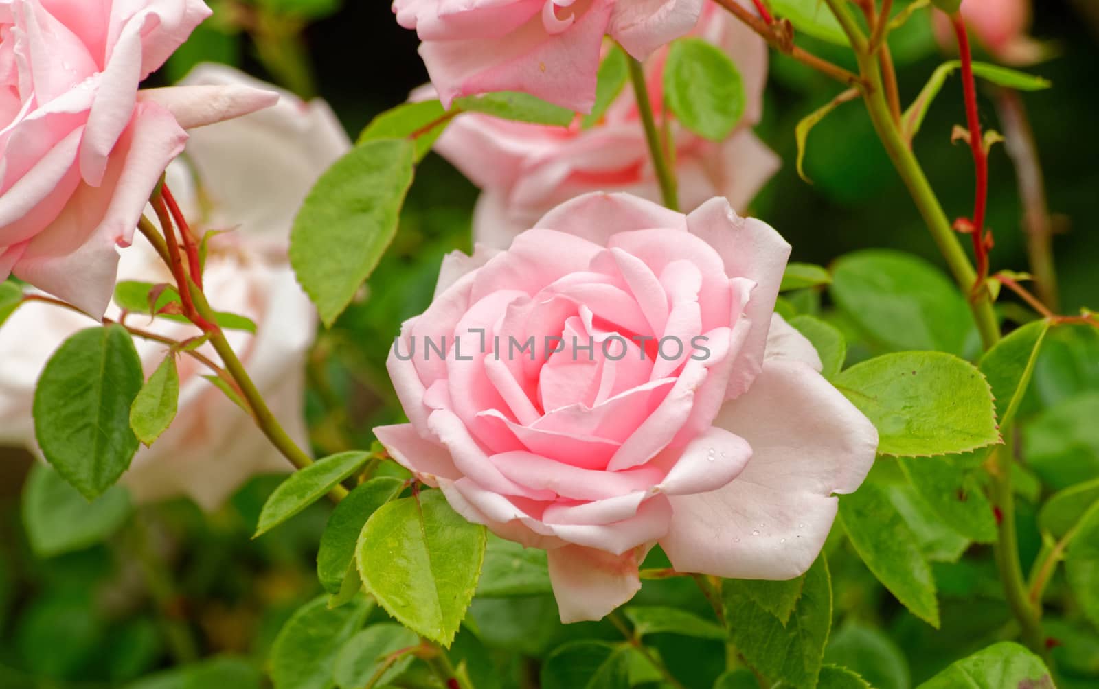 Pink Rose New Dawn, a beautiful climber.